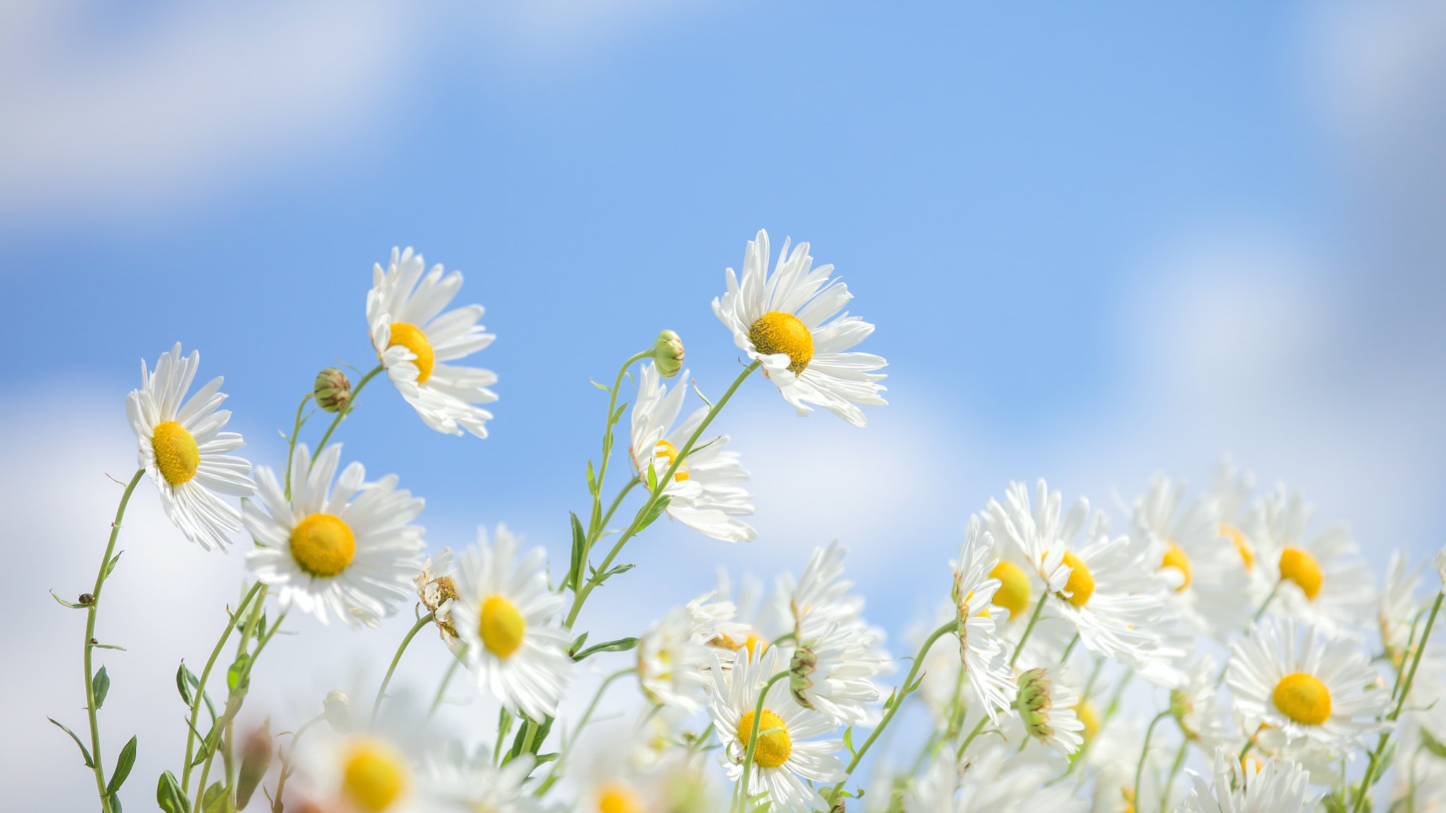 Wallpaper summer, flowers, chamomile for mobile and desktop ...