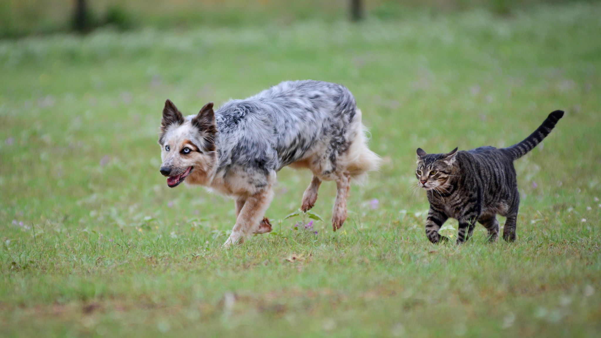 Кошки гоняют собак. Собака гонится. Собака гонится за кошкой. Кот убегает от собаки. Кот бежит за собакой.