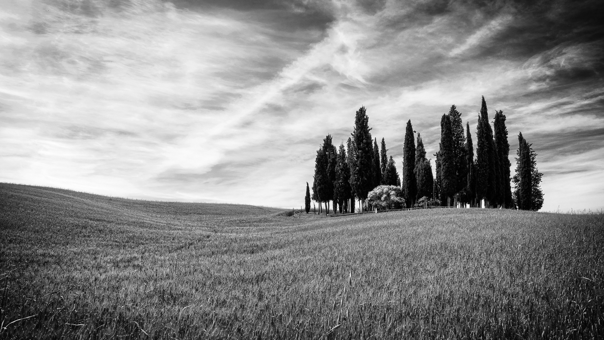 White fields. В поле. Поле черно белое. Природа поле. Поле в чёрно белом стиле.