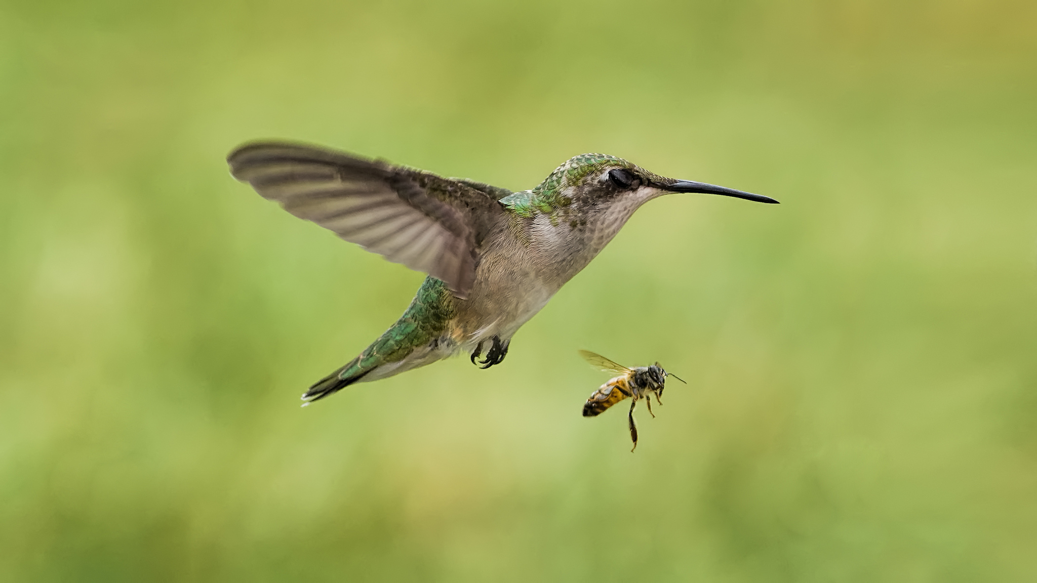 Hummingbird Catching Insect In Flight Download wallpaper bee, bird, Hummingbird, insect, in flight, section ...