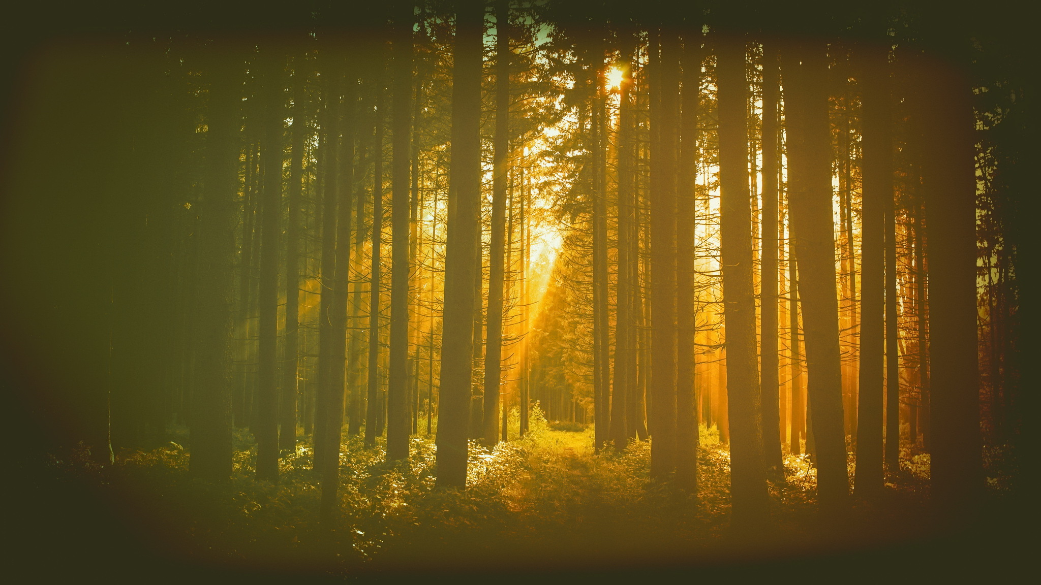 Лес солнце и звезды. Солнечный лес. Солнечные лучи в лесу. Рассвет в лесу. Фон лес солнце.