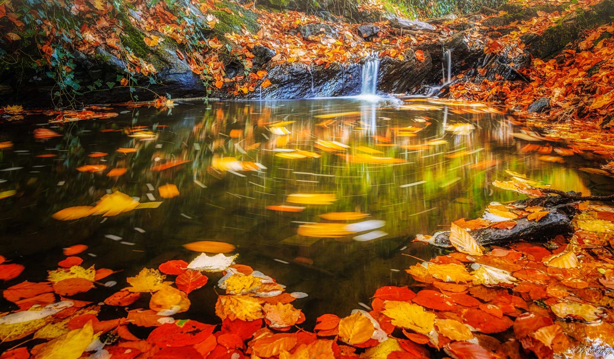 Листья в горячей воде. Красивая осень. Осенние картинки красивые. Яркая осень. Осень картинки красивые на рабочий стол.
