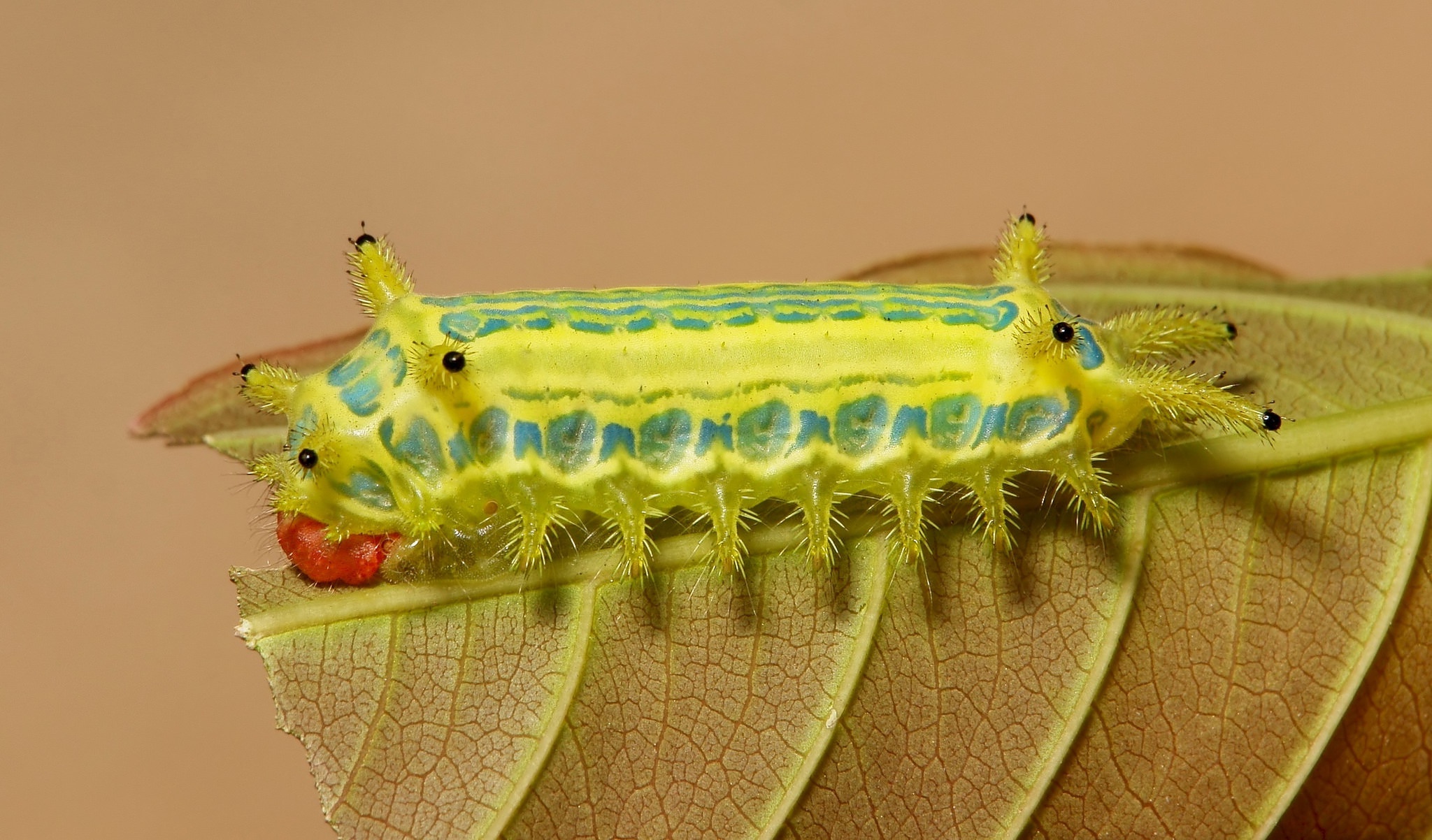 Гусеница с листьев. Гусеница коричневого цвета. Гусеница на листе. Гусеница с листьев. Хитрые гусеницы.