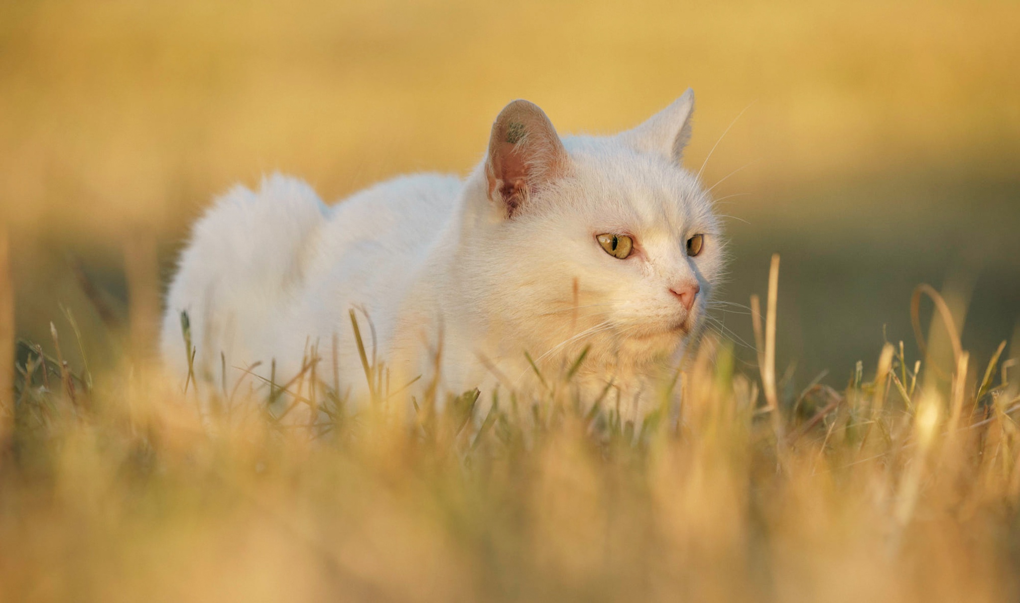 Фото Белых Котов С Желтыми Глазами