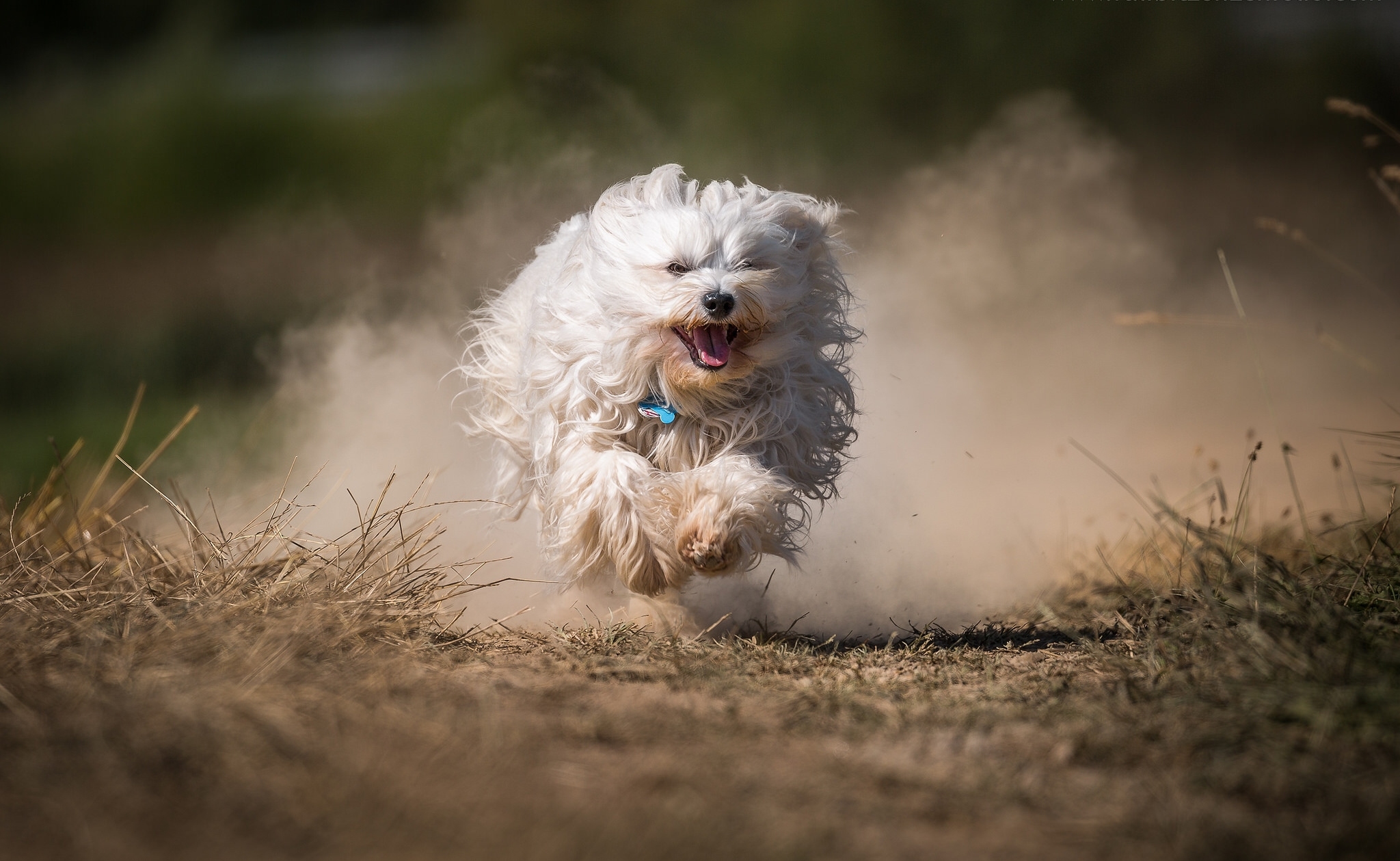 Havanese running 2024