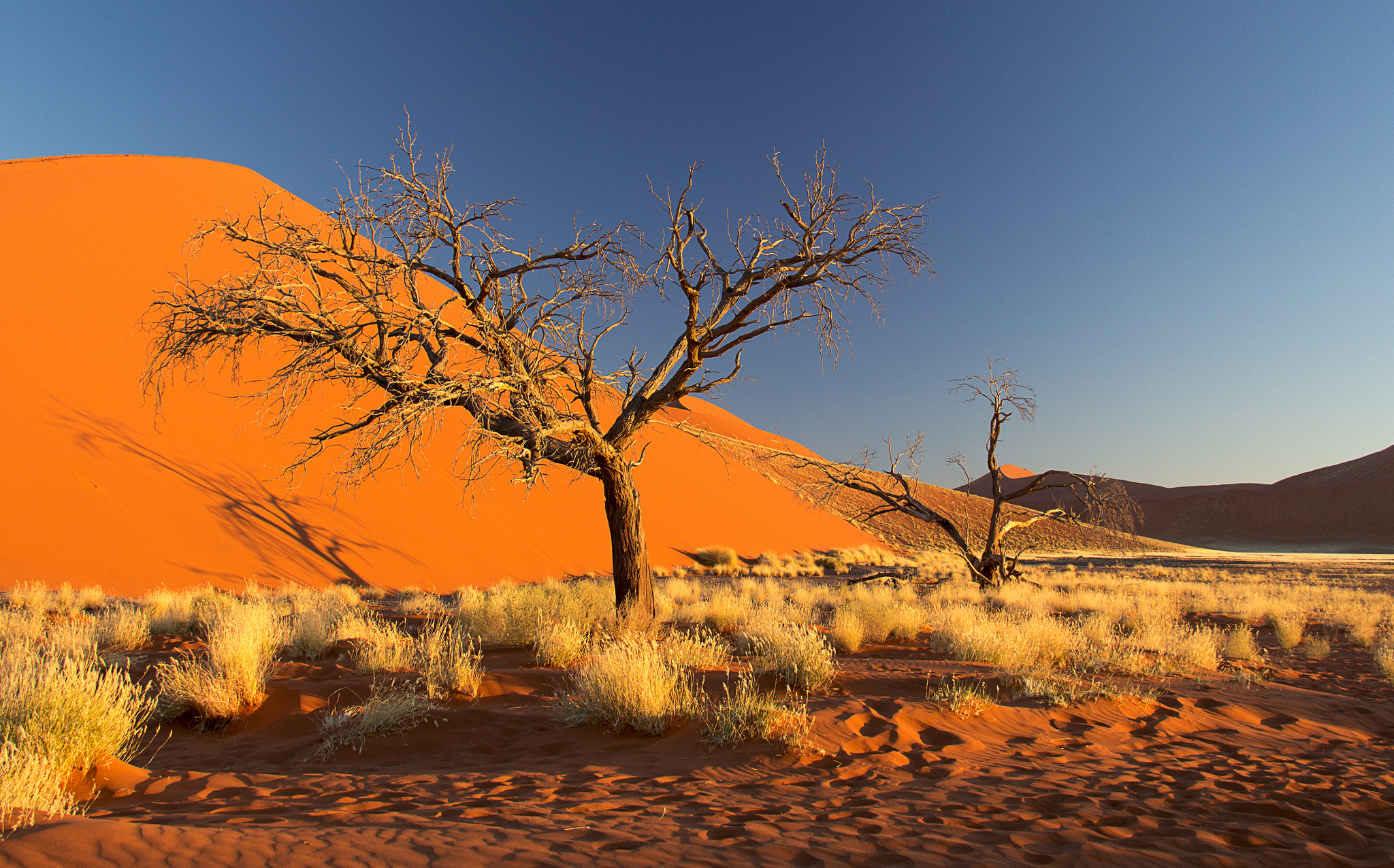 Деревья оазиса. Пустыня Намиб в Африке. Полупустыня Калахари. Полупустыня Намиб. Намибия пустыня Калахари.