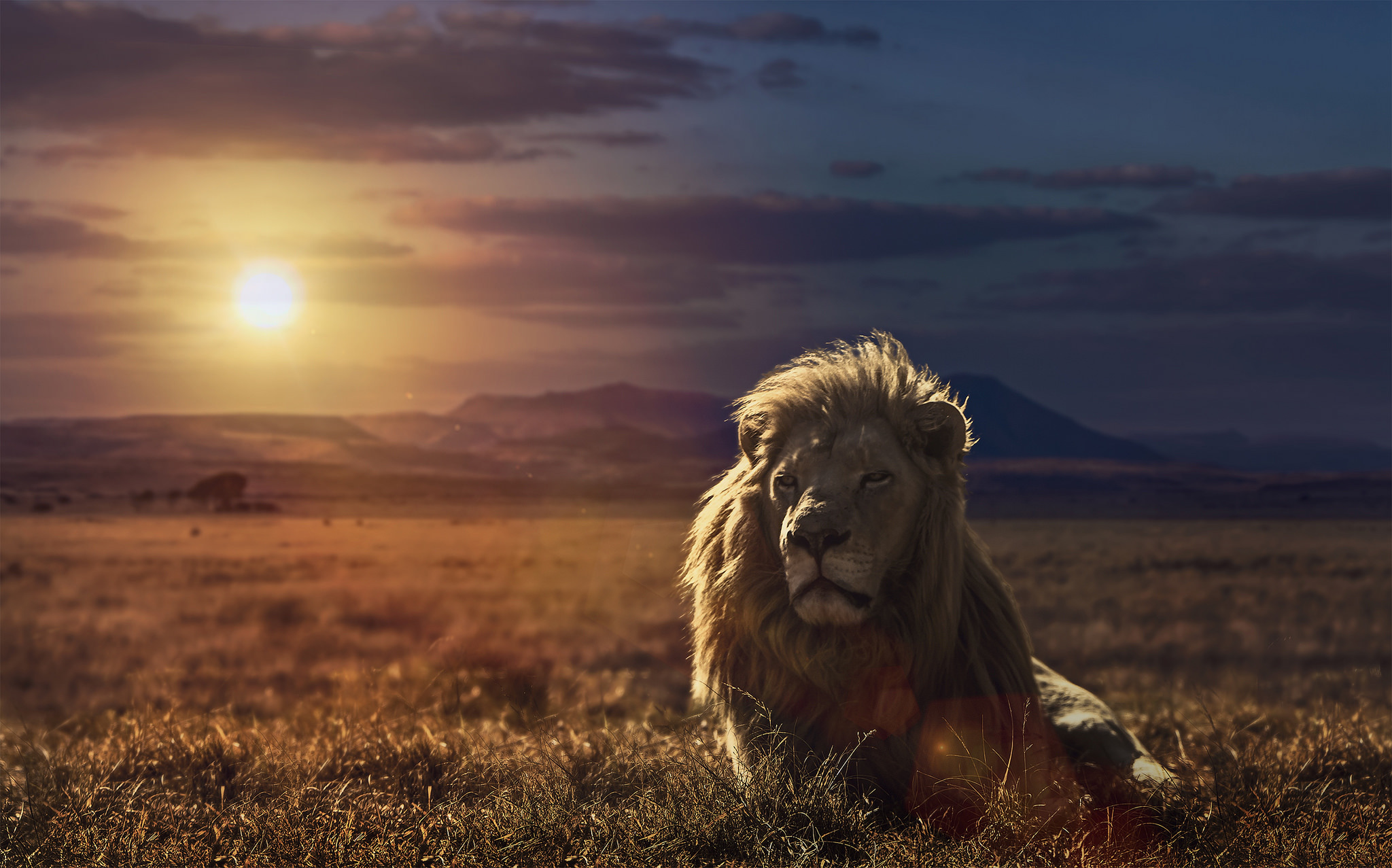 Звери под солнцем. Красивый Лев. Спокойный Лев. Лев на закате. Одинокий Лев.