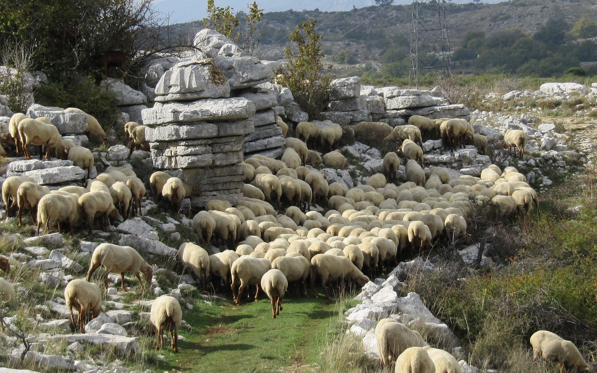 Барана сена. Камушки для Баранов. Сено для овец. Овцы из сена. Толстая овца на сене.