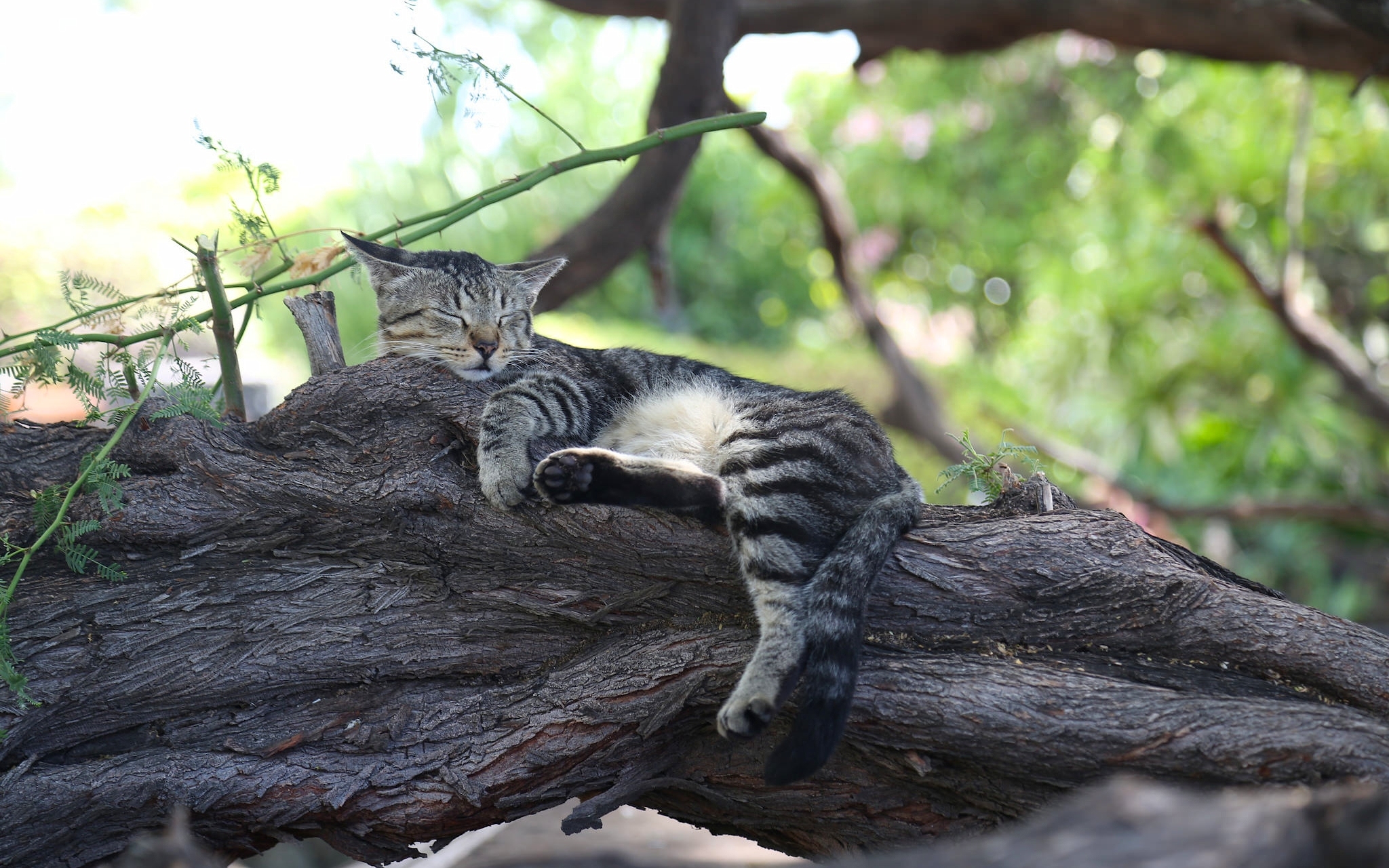 Спящий лес. Кот на дереве. Кот на ветке. Кот лежит на дереве. Кот спит на дереве.