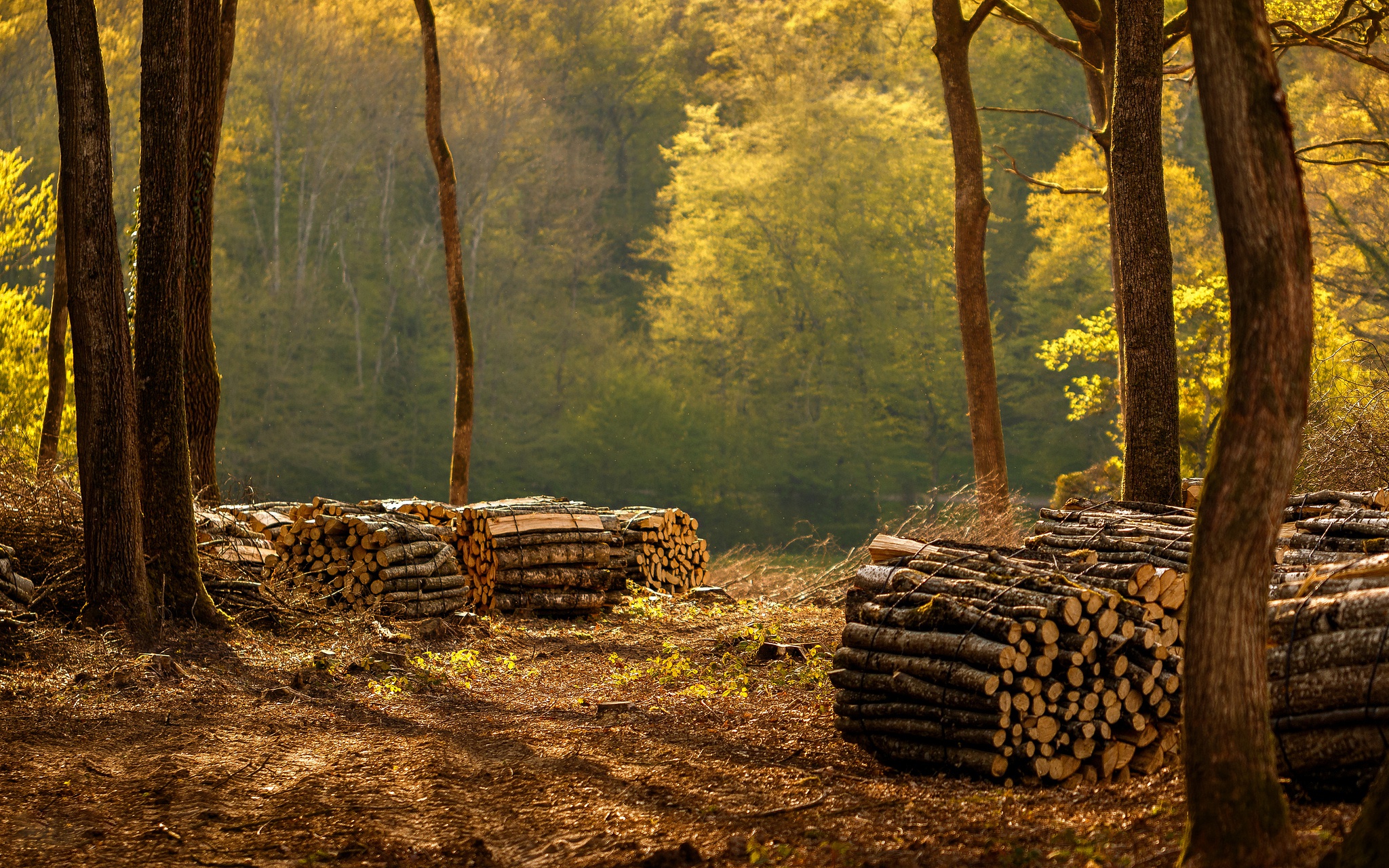 Forest бревна