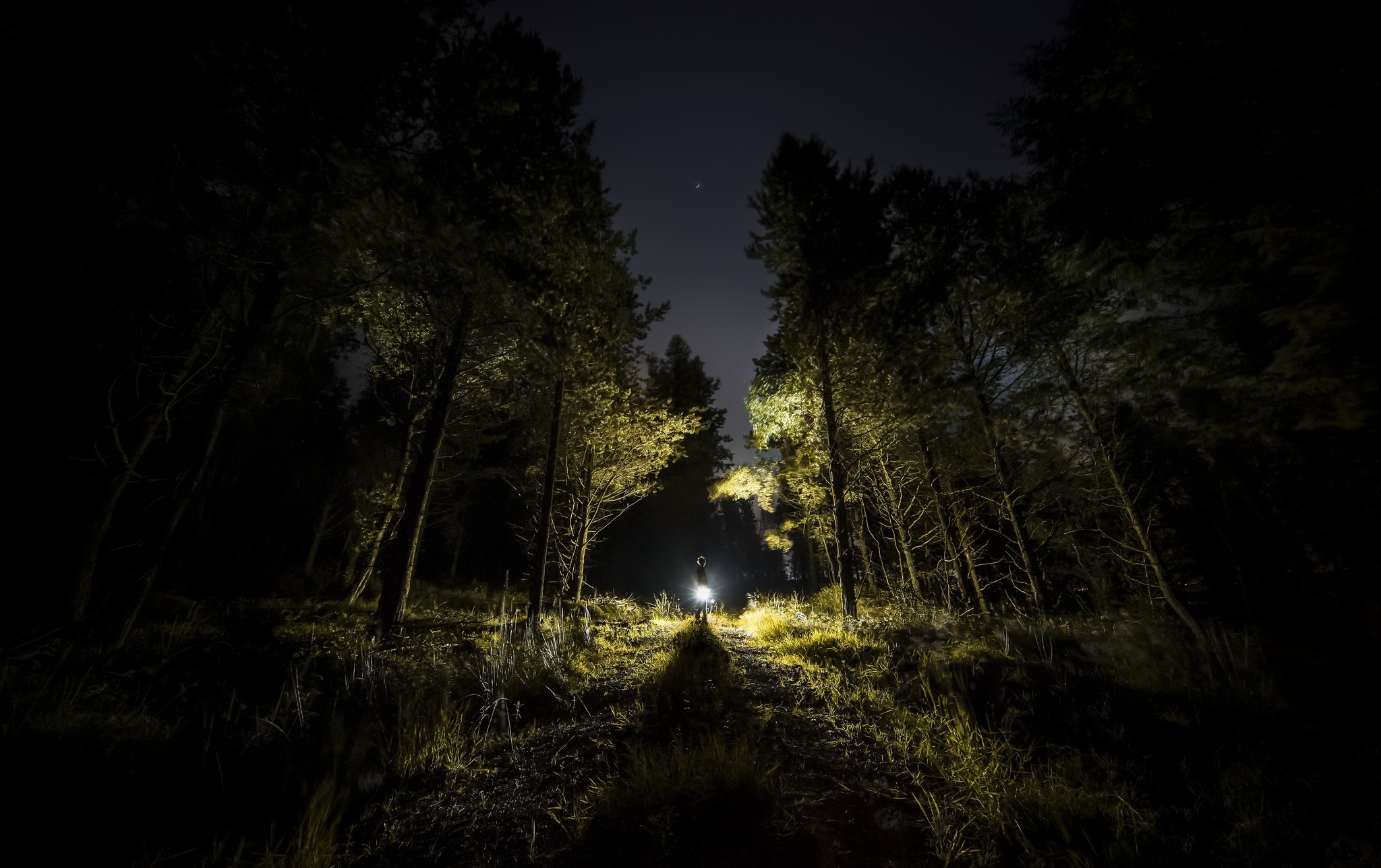 Сияние темноты. «Ночь в лесу». Ночной лес. Освещение в лесу. Свет в лесу ночью.