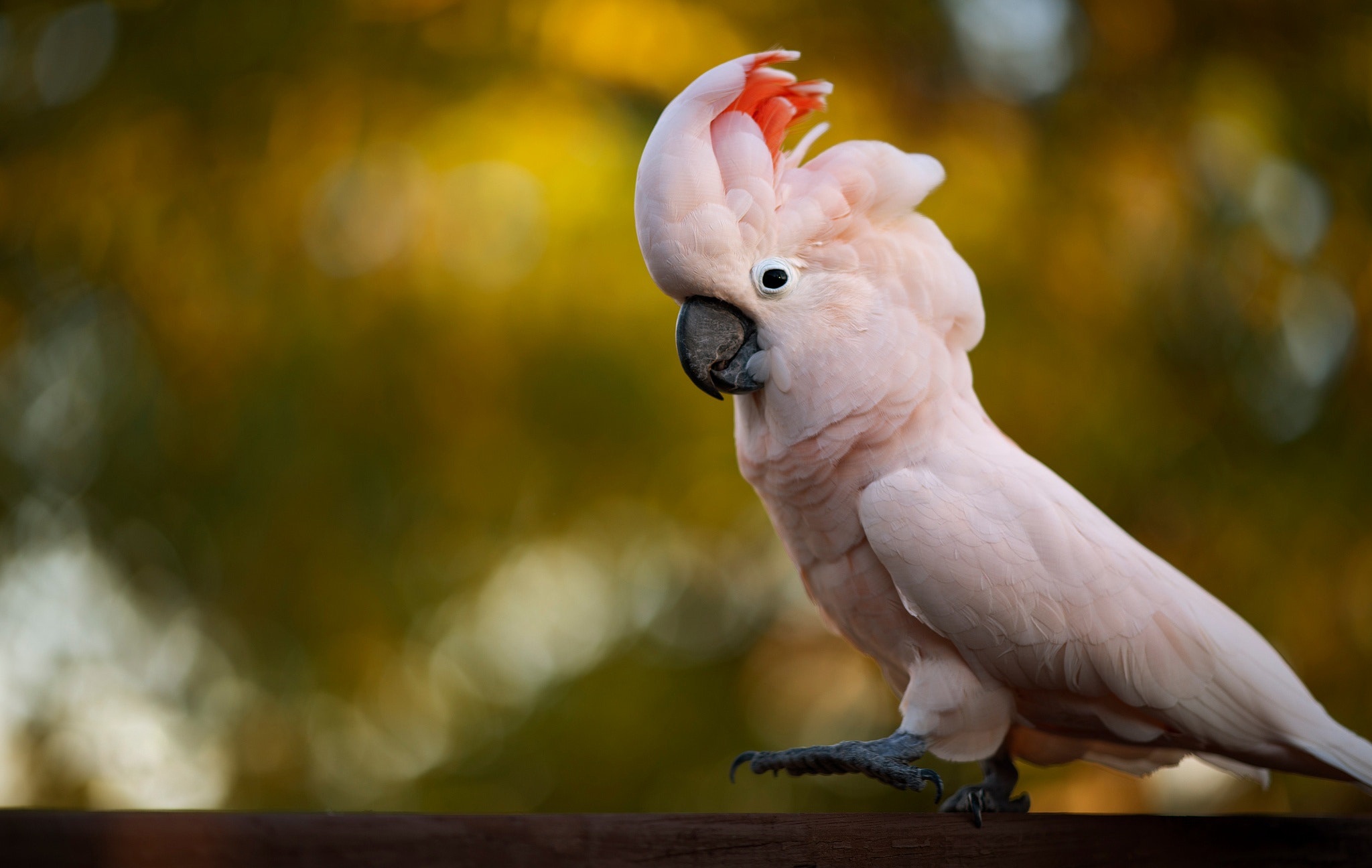 Забавная какаду. Попугай Какаду. Попугай молуккский Какаду. Попугай Какаду розовый. Розовый Какаду Гала.