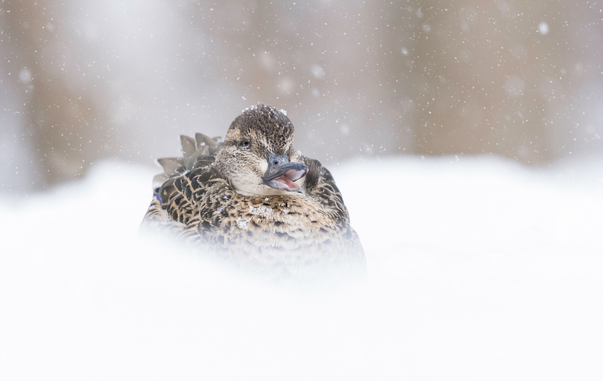 куропатки под снегом. куропатка рябчик зимой. серая куропатка стая. куропатка в снегу. куропатки под снегом.