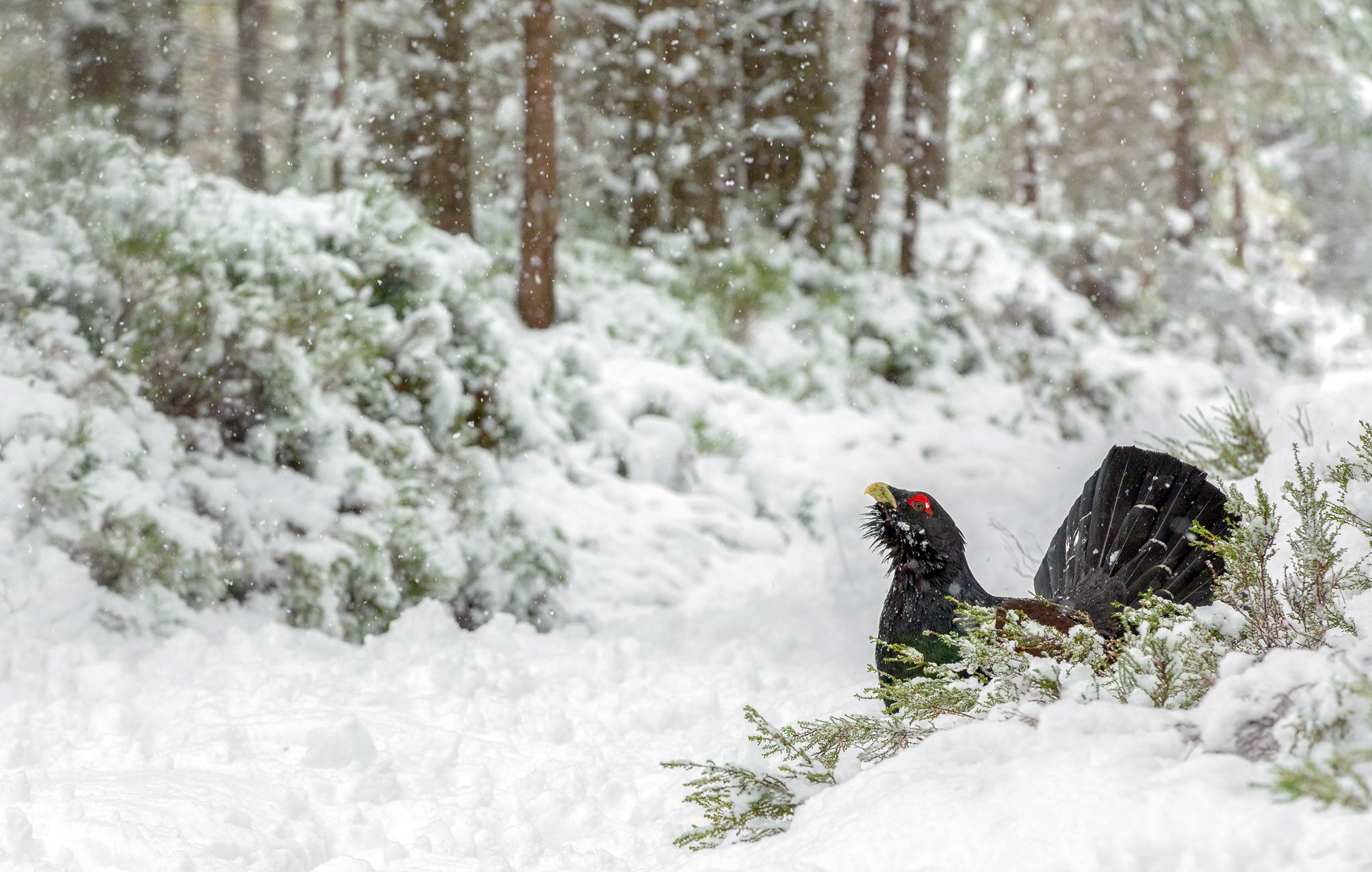 Какие птицы ночуют в снегу. Лапландский заповедник Глухарь. Тетерев Глухарь в снегу. Тетерев в тайге. Глухарь птица зимой.
