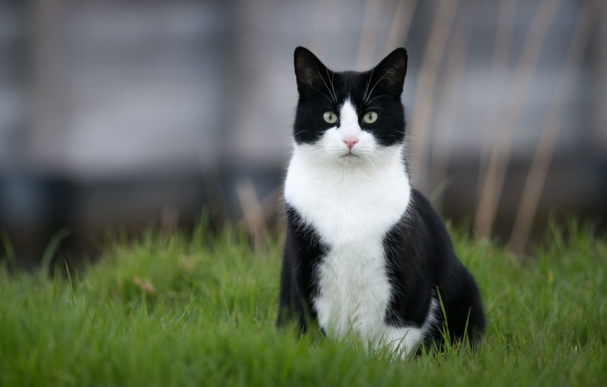 Черно белые котики. Сибирская биколор короткошерстная. Сибирская биколор короткошерстная кошка. Черно белый кот. Черно белая кошка.