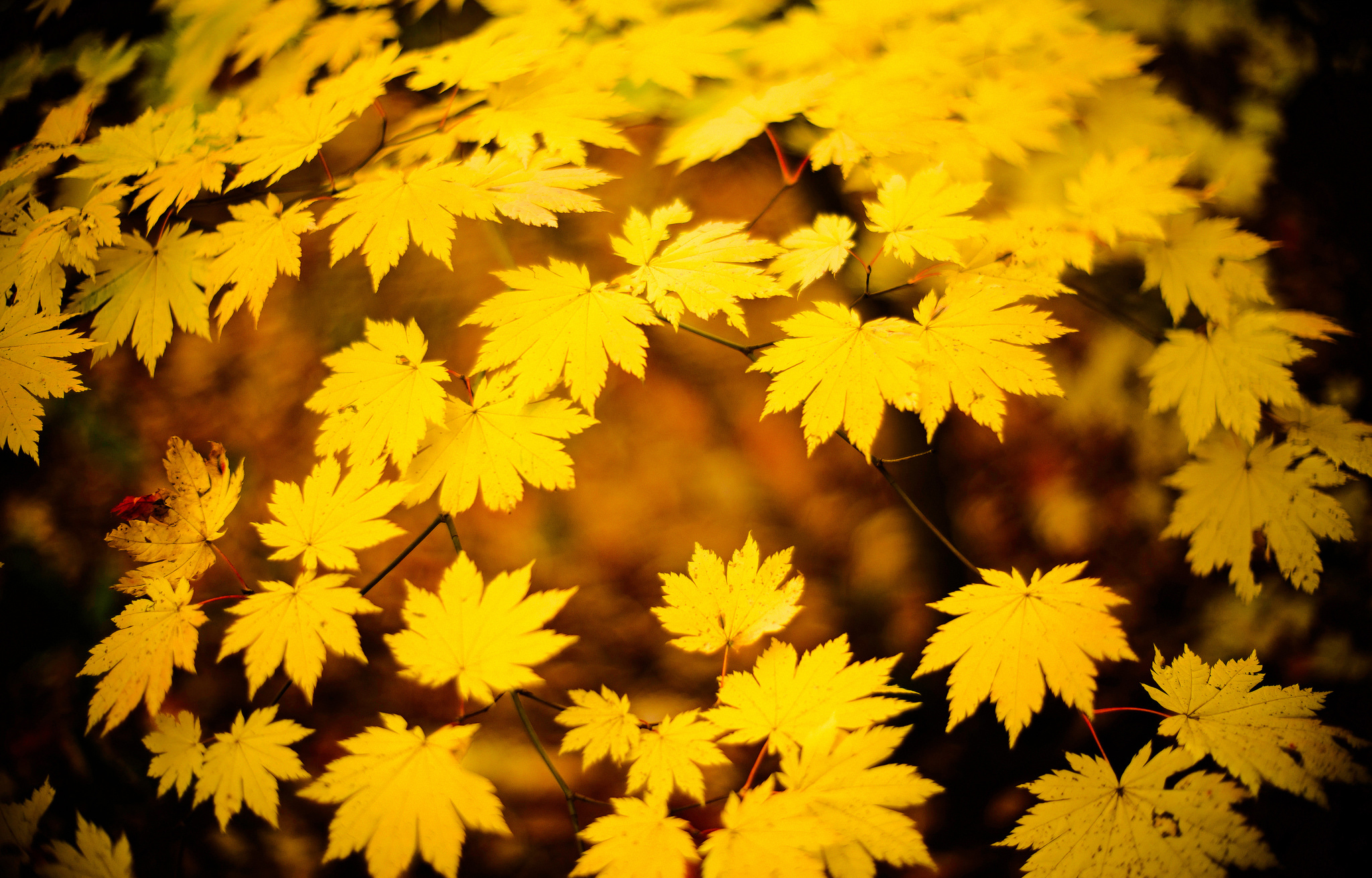 Листья желтые по краям. Желтый лист. Желтая листва. Осень желтые листья. Жёлтый лист осенний.