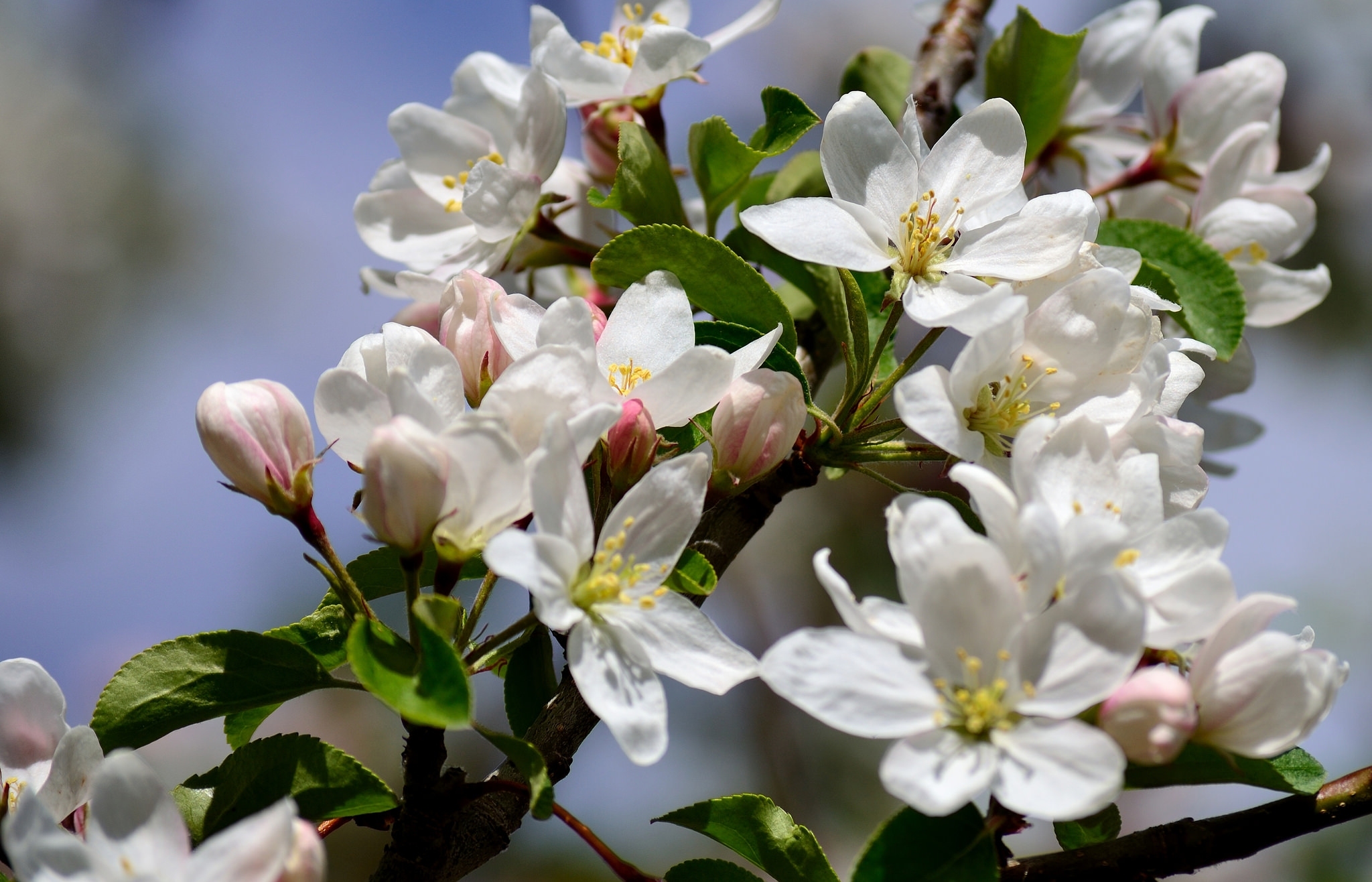 Яблоки цветы весны. Яблоня Сибирская цветение. Яблоневый цвет Malus. Цветущая ветка яблони.