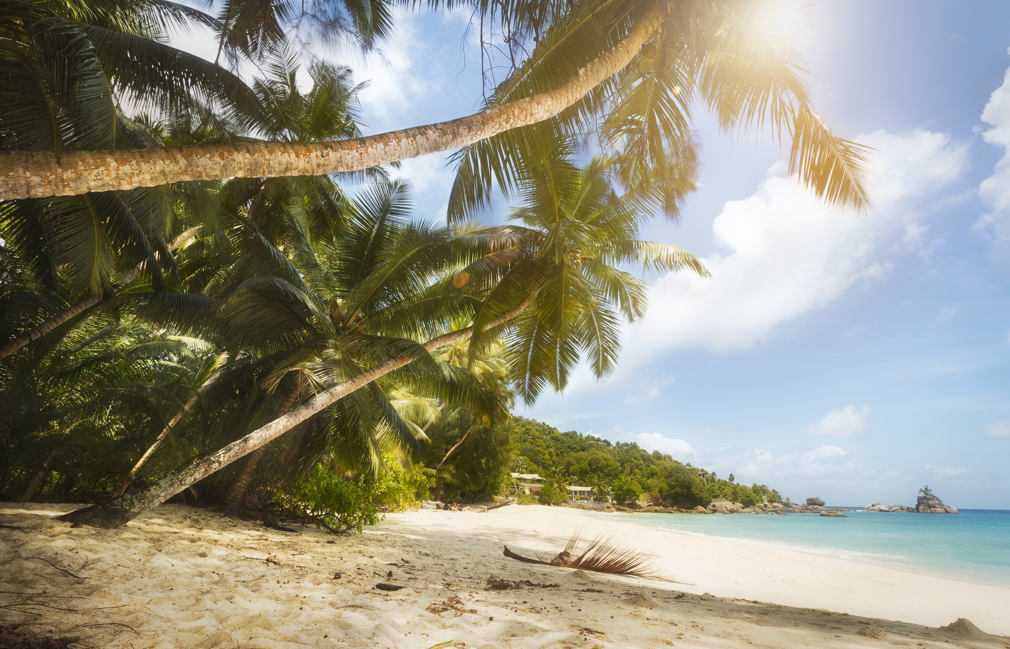 Включи tropical. Море пляж пальмы. Тропический пляж. Берег с пальмами. Тропики пляж.