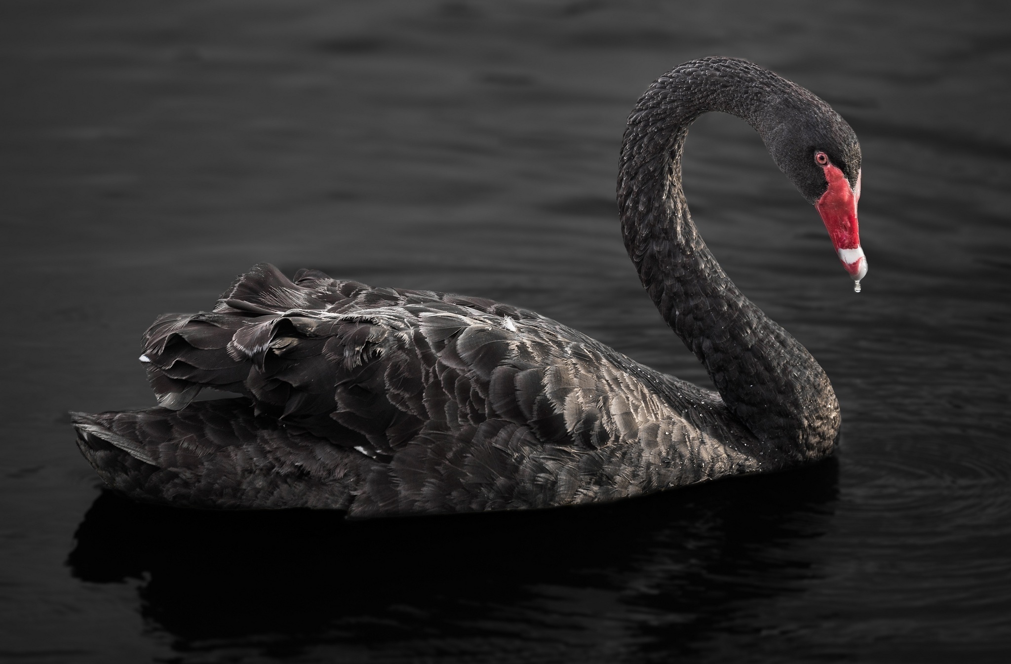 heve へイヴ ブラウス Swan Grace BL black heve へイヴ ブラウス Swan 