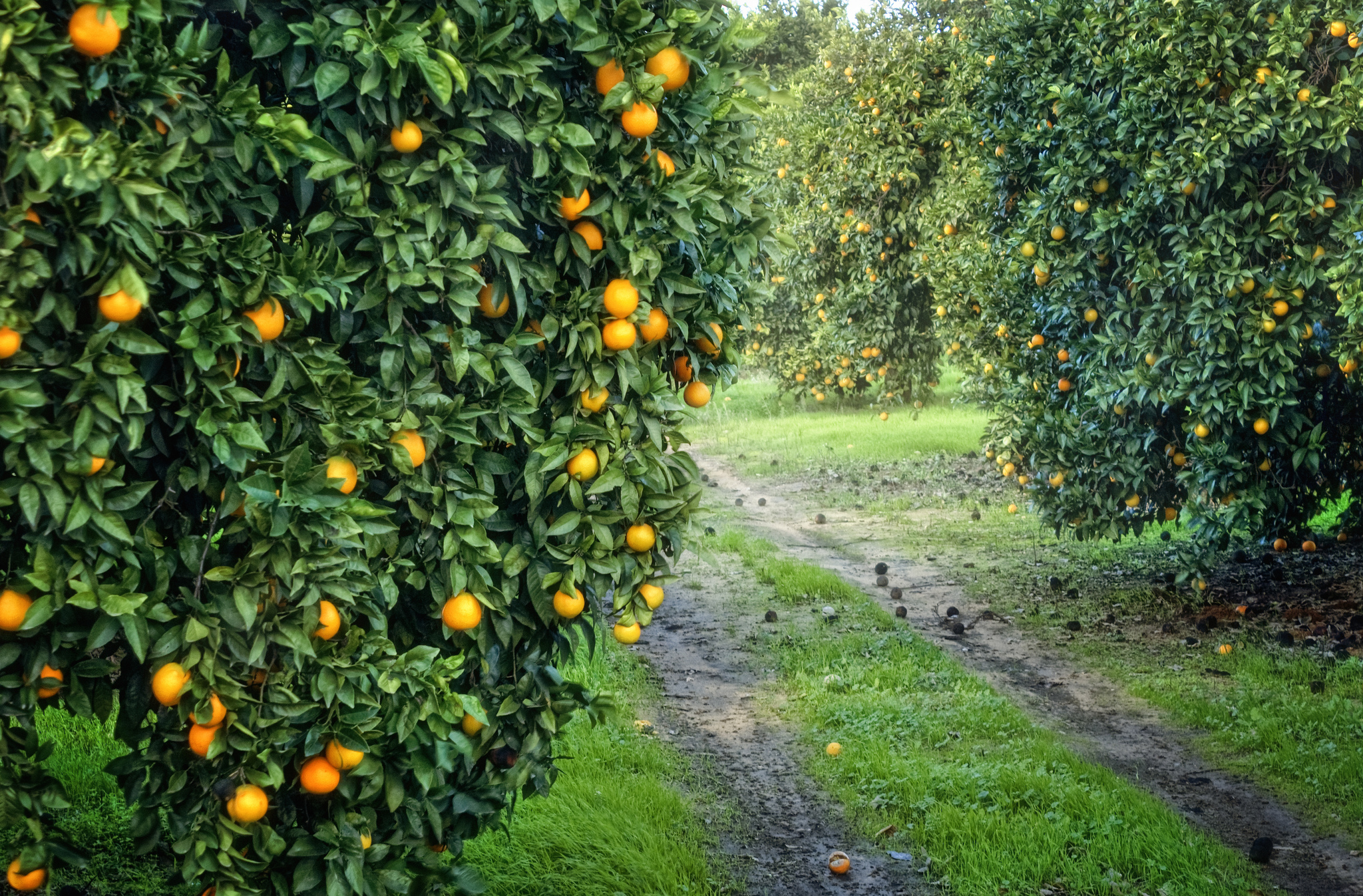 Знак фруктовые сады. Апельсиновая роща в Кемере. Пицунда апельсиновая роща. Мандариновая плантация на Бали. Мандариновый сад Абхазия.