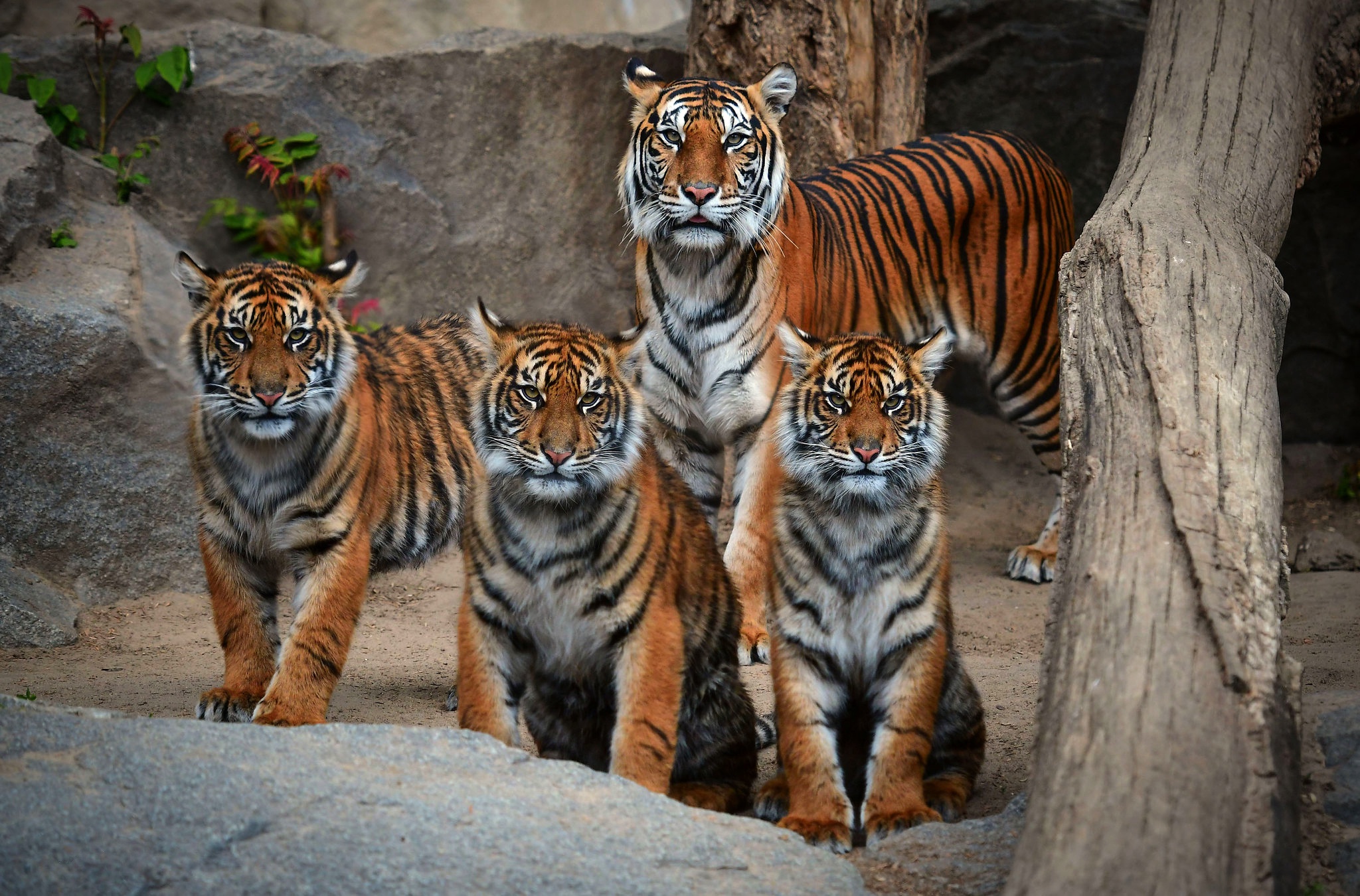 Four tigers