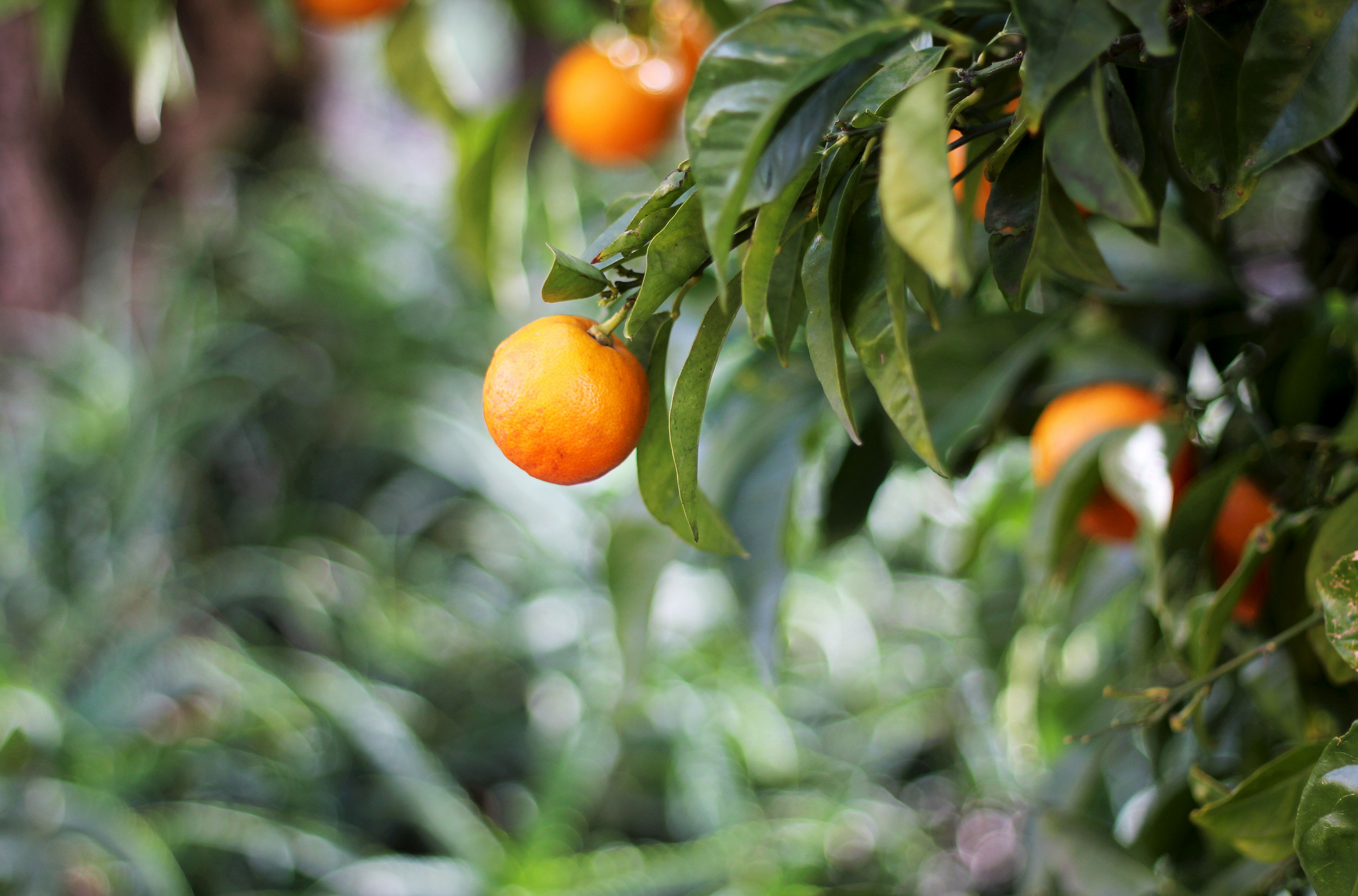 Left orange. Абхазия Мандариновая роща. Мандариновое дерево. Апельсиновое дерево. Апельсин на ветке.