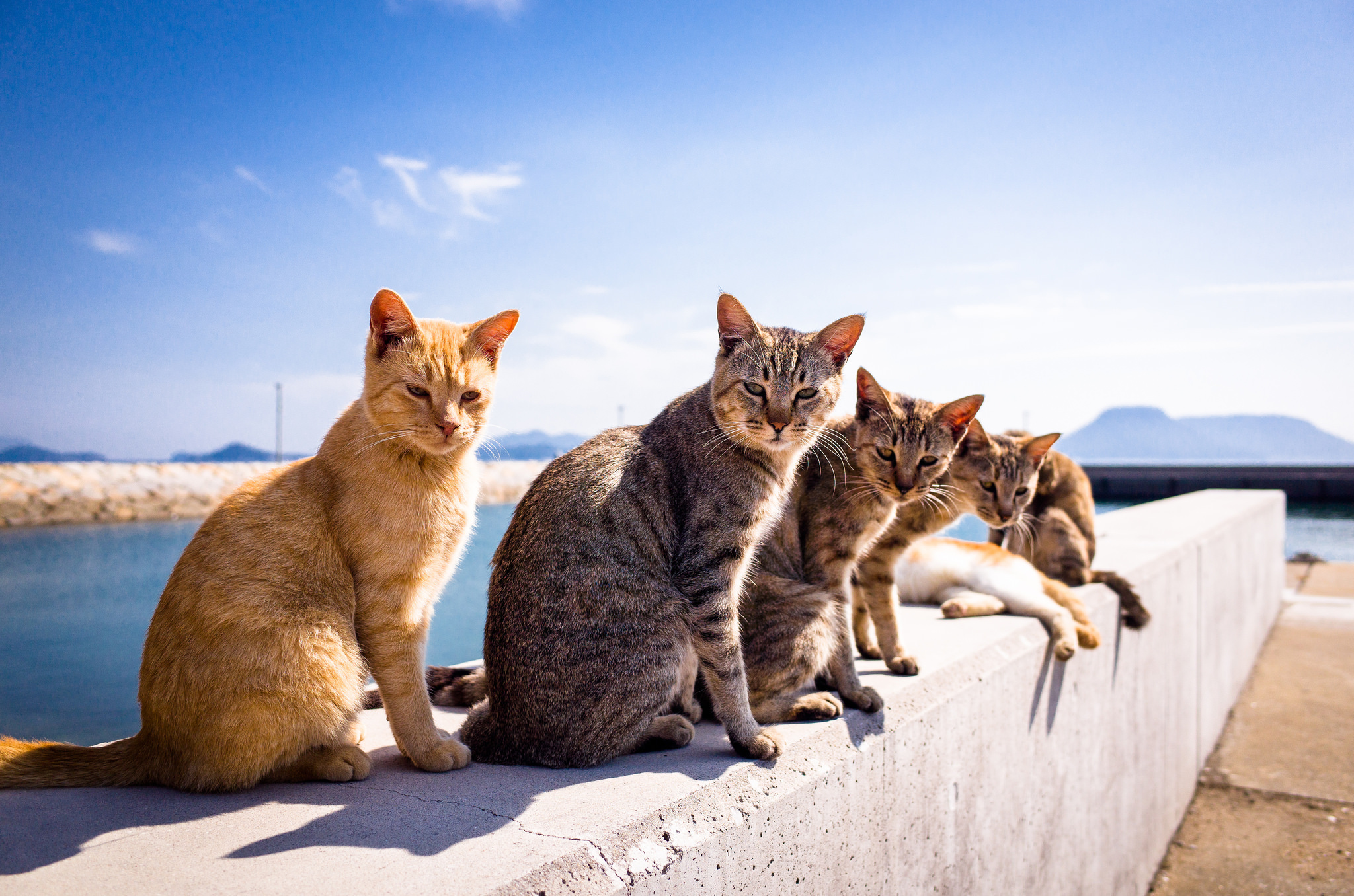 3 кота летние. Остров Фраджост. Кошки. Кошка лето. Несколько кошек.