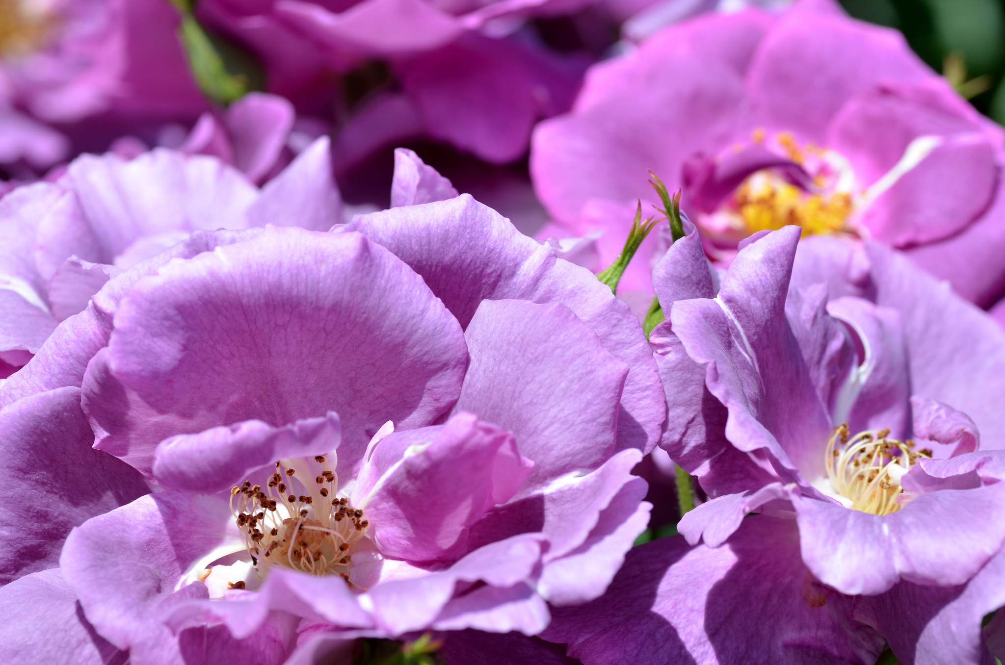 Лилово розовые цветы. Рас Lilac Rose.