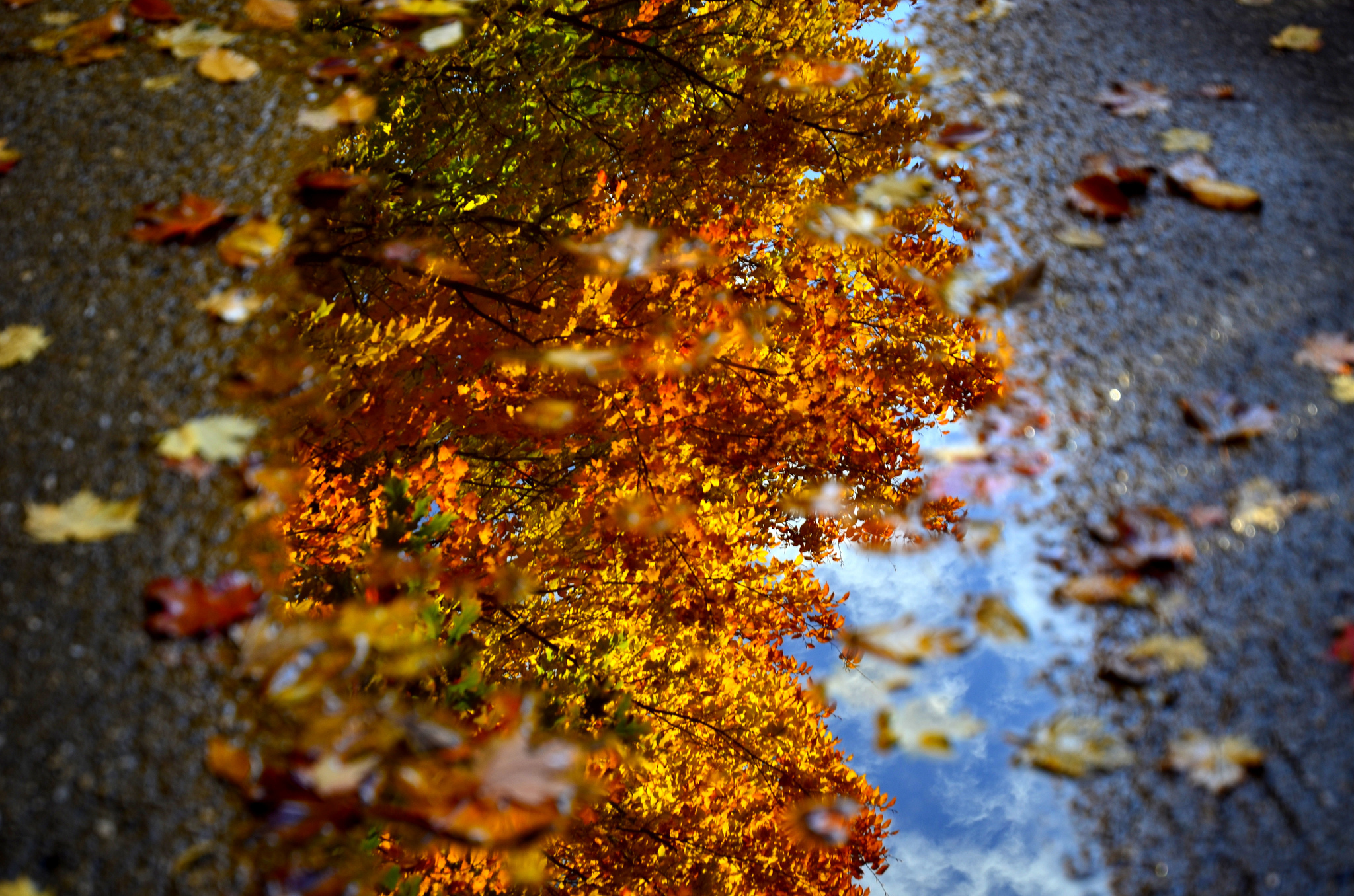 Попав в листья вода с поверхности. Дождливая осень. Осень дождь. Осень вода. Картинки на рабочий стол осень дождь.