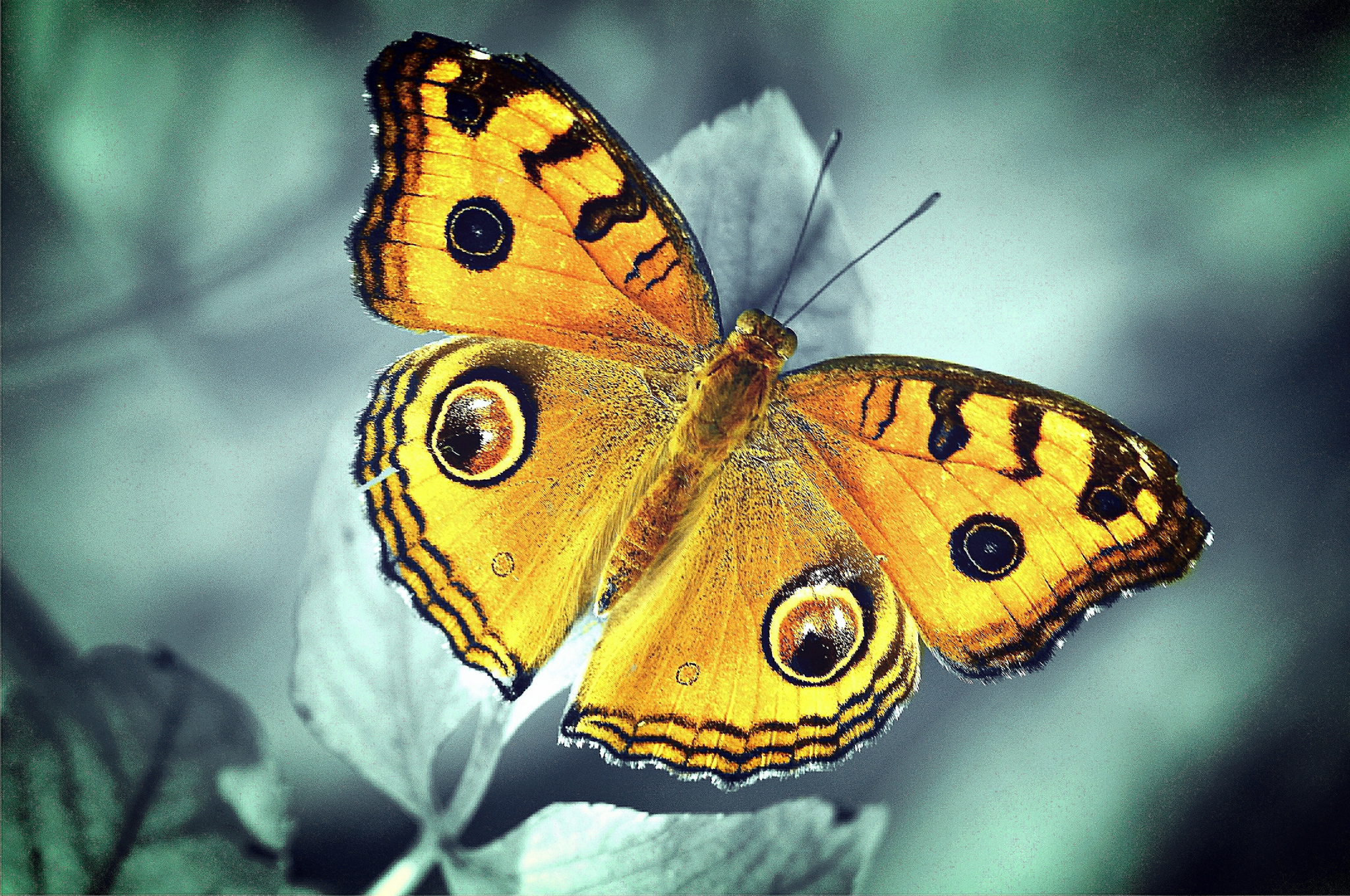 Бабочка с желтыми крыльями. Бабочка. Жёлтая бабочка. Красивые бабочки. Яркие бабочки.