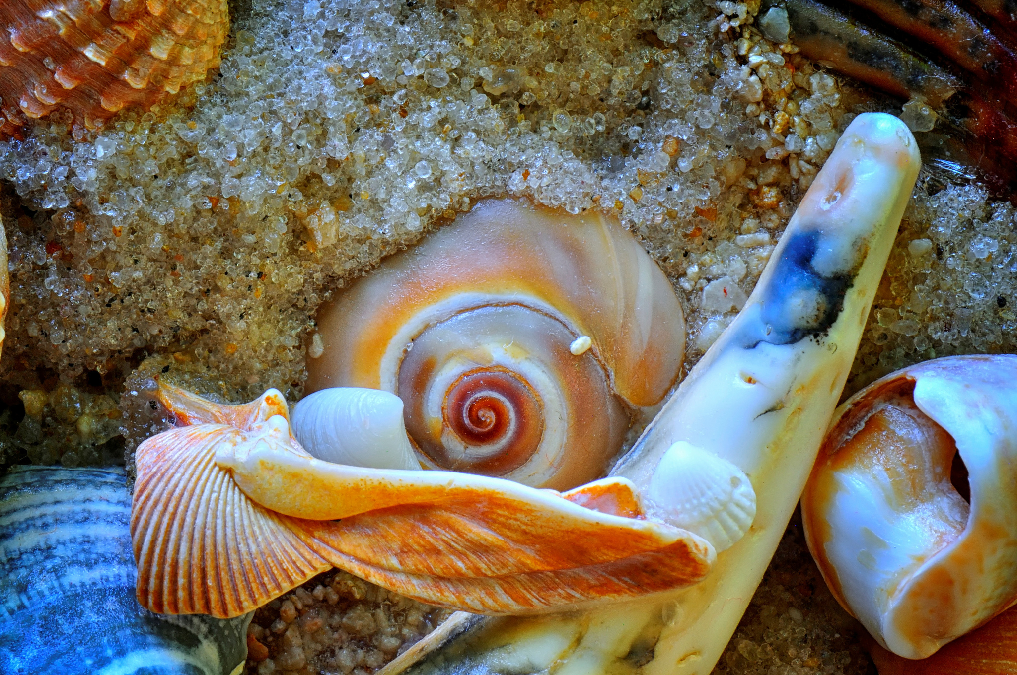 Раковина моллюска сканворд. Морская Жемчужница моллюск. Моллюск Акойя жемчуг. Мурексы моллюски. Моллюск без раковины в черном море.