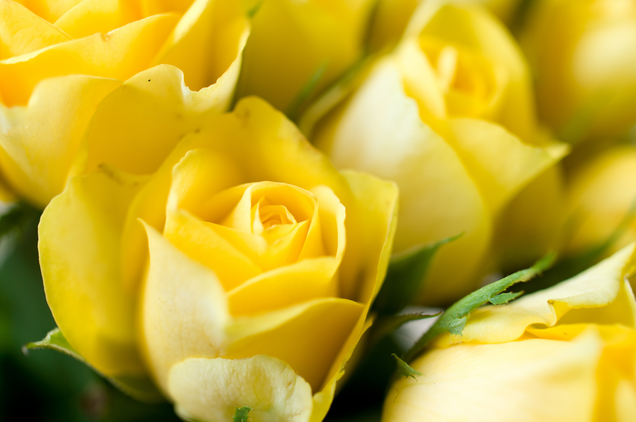 Желто розовая картинка. Желтые розы "Бриджит".