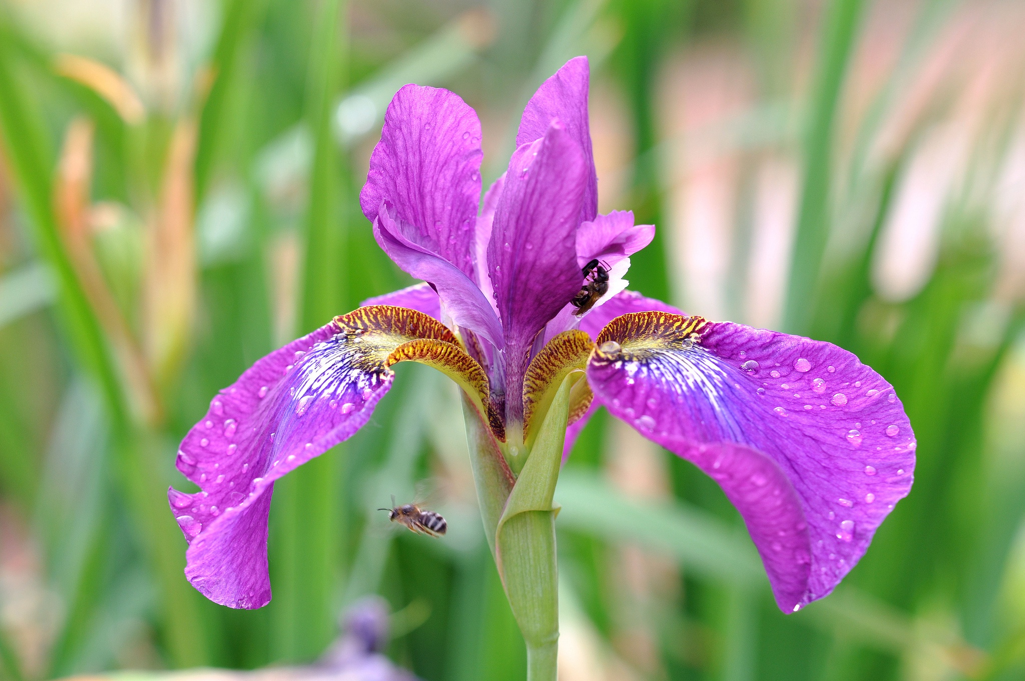 Как размутить в ирисе. Ирис бот наградить. Ирис цветок. Ирис rajasthan. Доступ к рп 18 ирис.