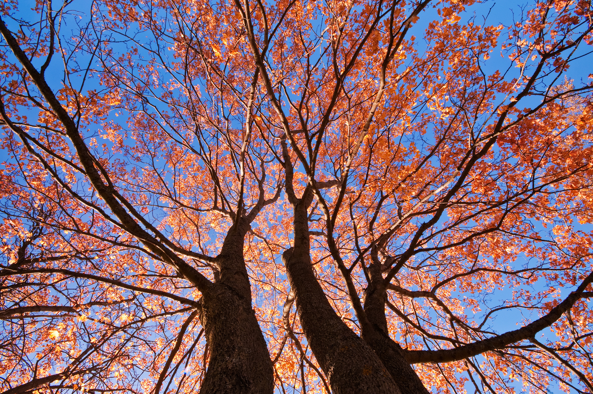 Цвет деревья осенью. Осеннее дерево. Дерево без листьев. Ствол дерева.