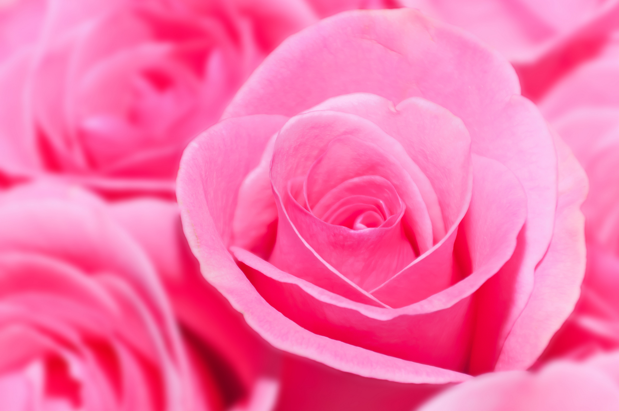 Фотографии розового цвета. Розовые розы. Розовый цвет. Красивый розовый цвет.