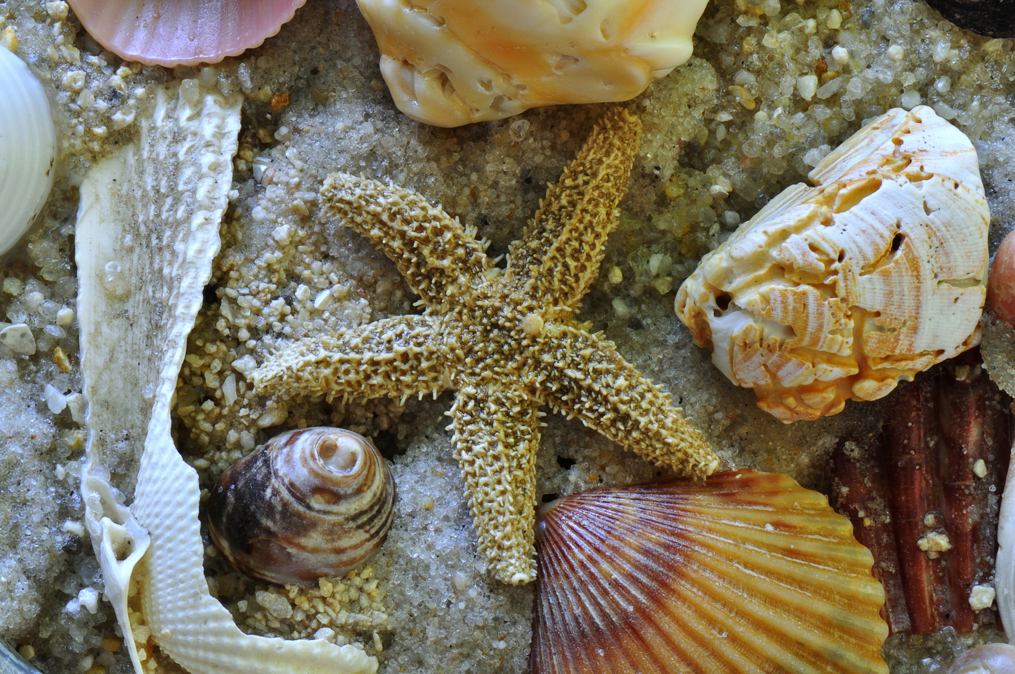 Ракушка морская звезда. Двустворчатые моллюски Средиземного моря. Моллюски бентос. Ракушки Средиземного моря. Морская раковина.