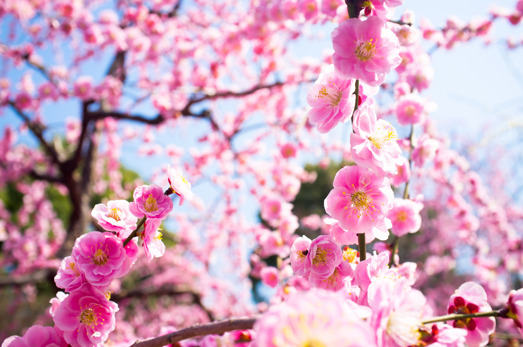 Фото весны красивые на заставку телефона. Сакура Койо-но-май. Цветы Умэ японская слива. Слива и Сакура. Черри блоссом обои.