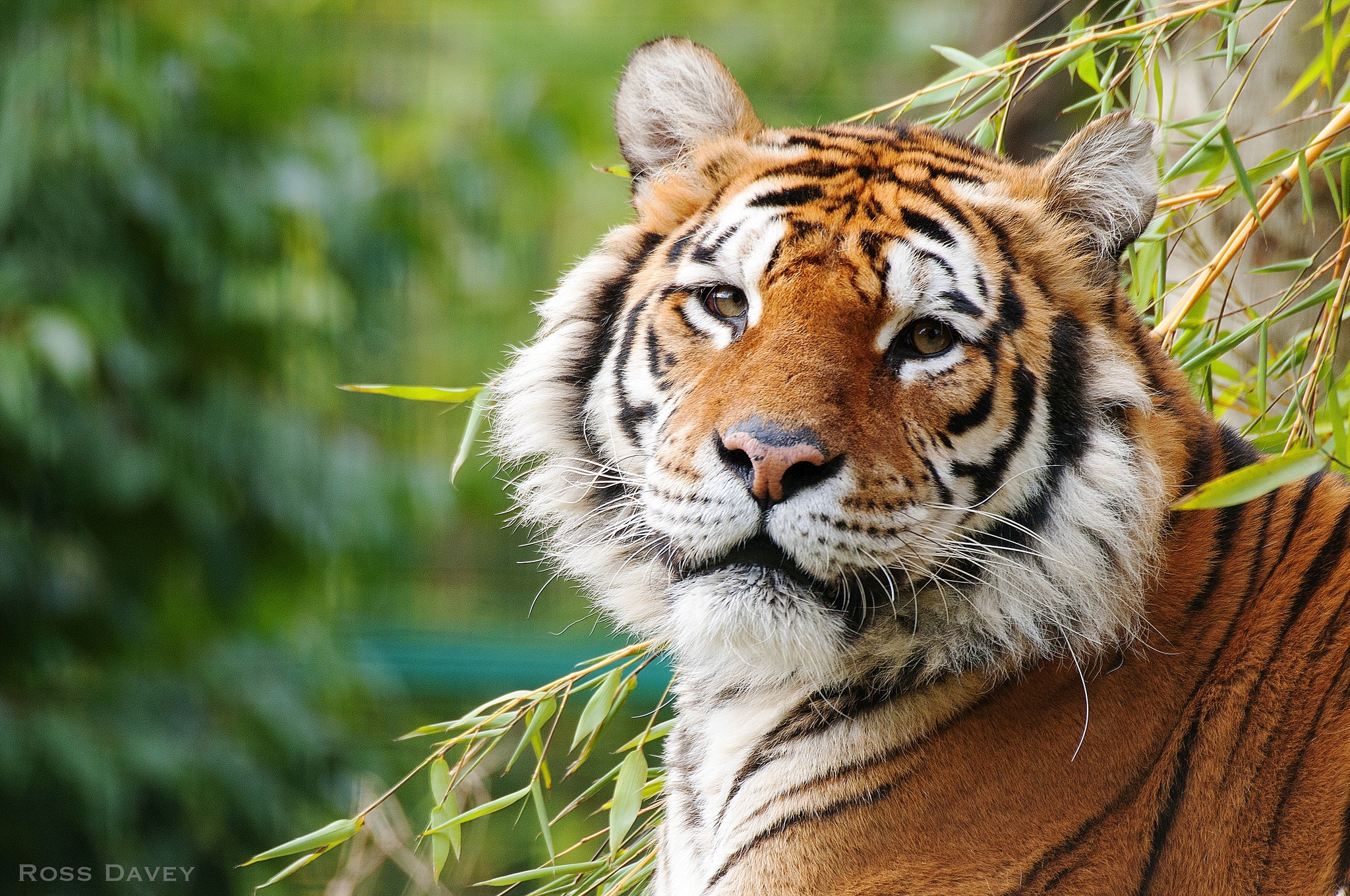 Заставки красивые тигры. Оскал Уссурийского тигра. Амурский тигр красавец. Тигр Блейк. Красивый тигр.