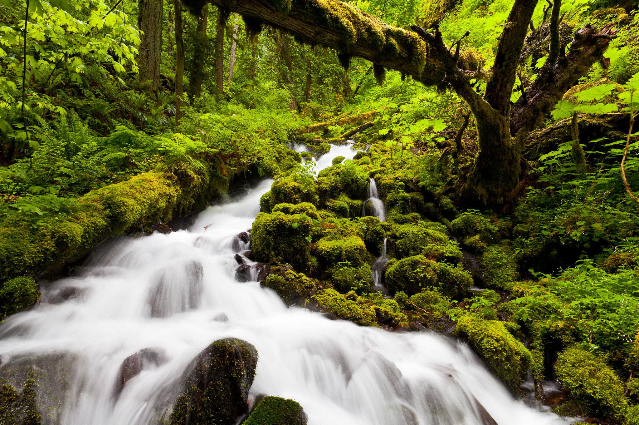 Cascad. Природа. Природа в картинках. Водопад в лесу. Живая природа.