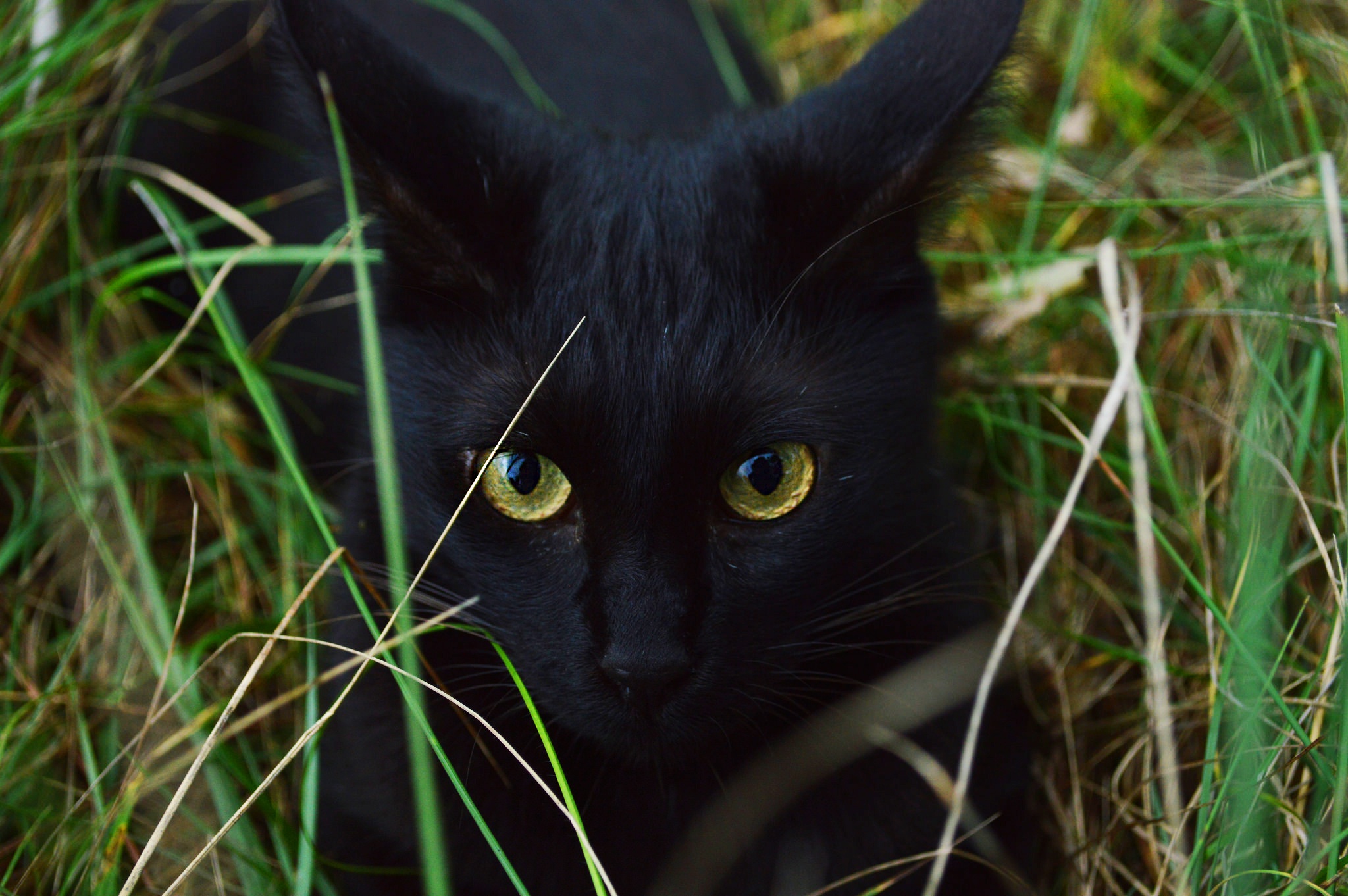 Черная кошка бывает. Бомбейская кошка. Бомбейская кошка в траве. Бомбейская кошка с зелеными глазами. Черные коты.