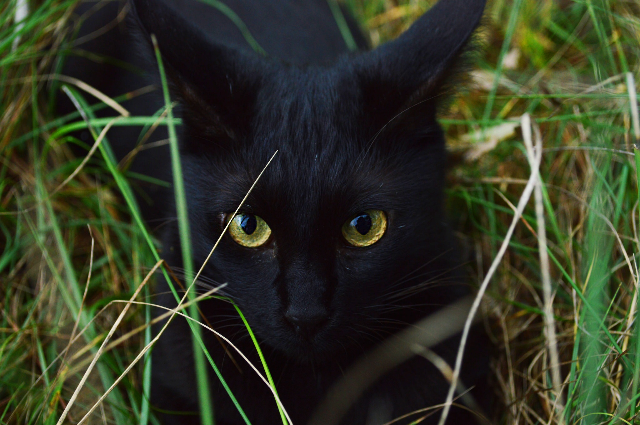 Фото черного кота. Черная кошка с зелеными глазами. Чёрный кот. Чёрный котёнок с зелёными глазами. Чёрные коты с зелёными глазами.