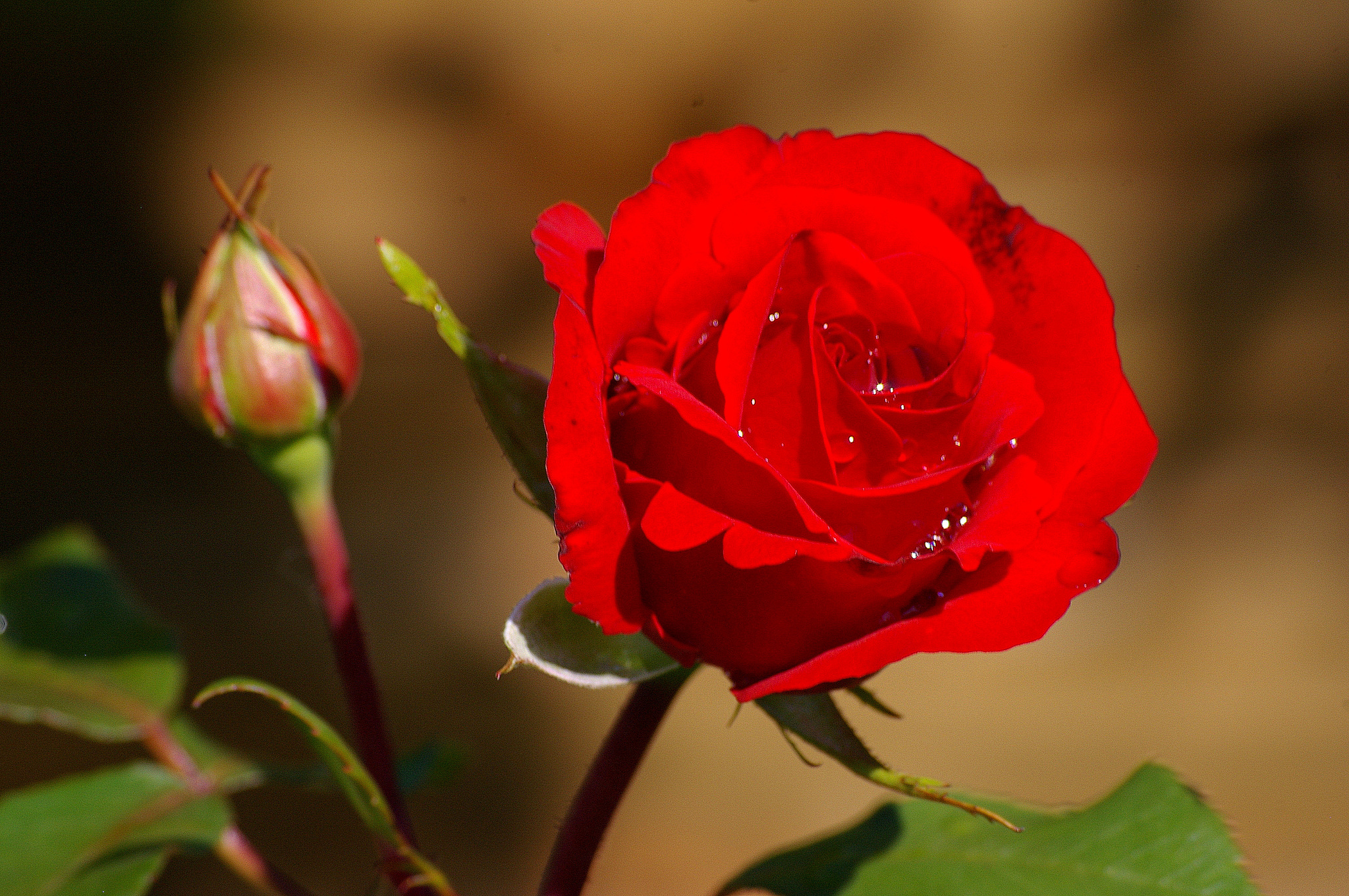 Красивое фото красной розы. Сорт роз алый Карсон.