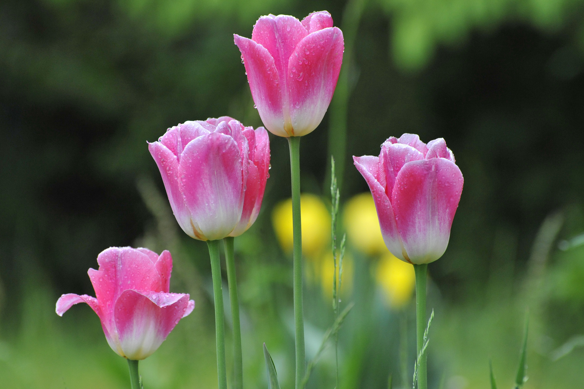 Тюльпан tulipa. Перистые тюльпаны. Тюльпаны луговые. Tulipa. Тюльпан Jenny Butchard.