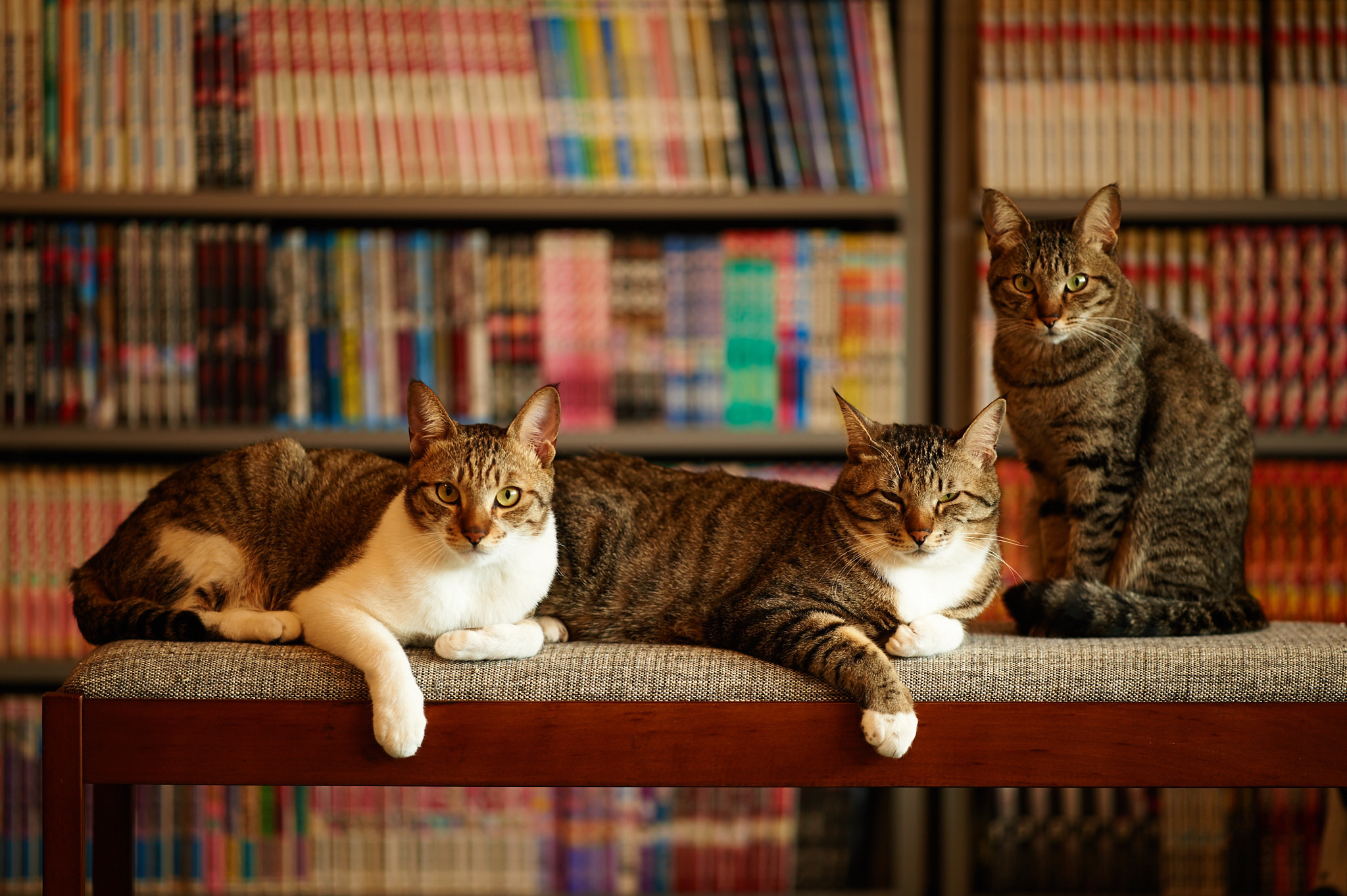 Все мы в одном доме живем. Кошки. Домашние кошки. Кошка дома. Кошка в квартире.