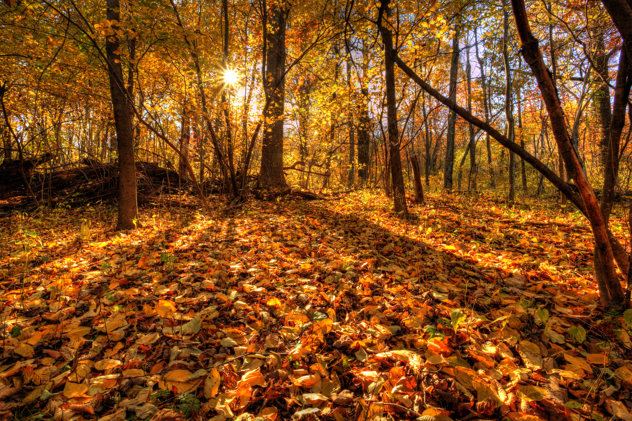 Виды осеннего леса. Осенний лес. Осень в лесу. Лес осенью. Осень картинки красивые на рабочий стол.