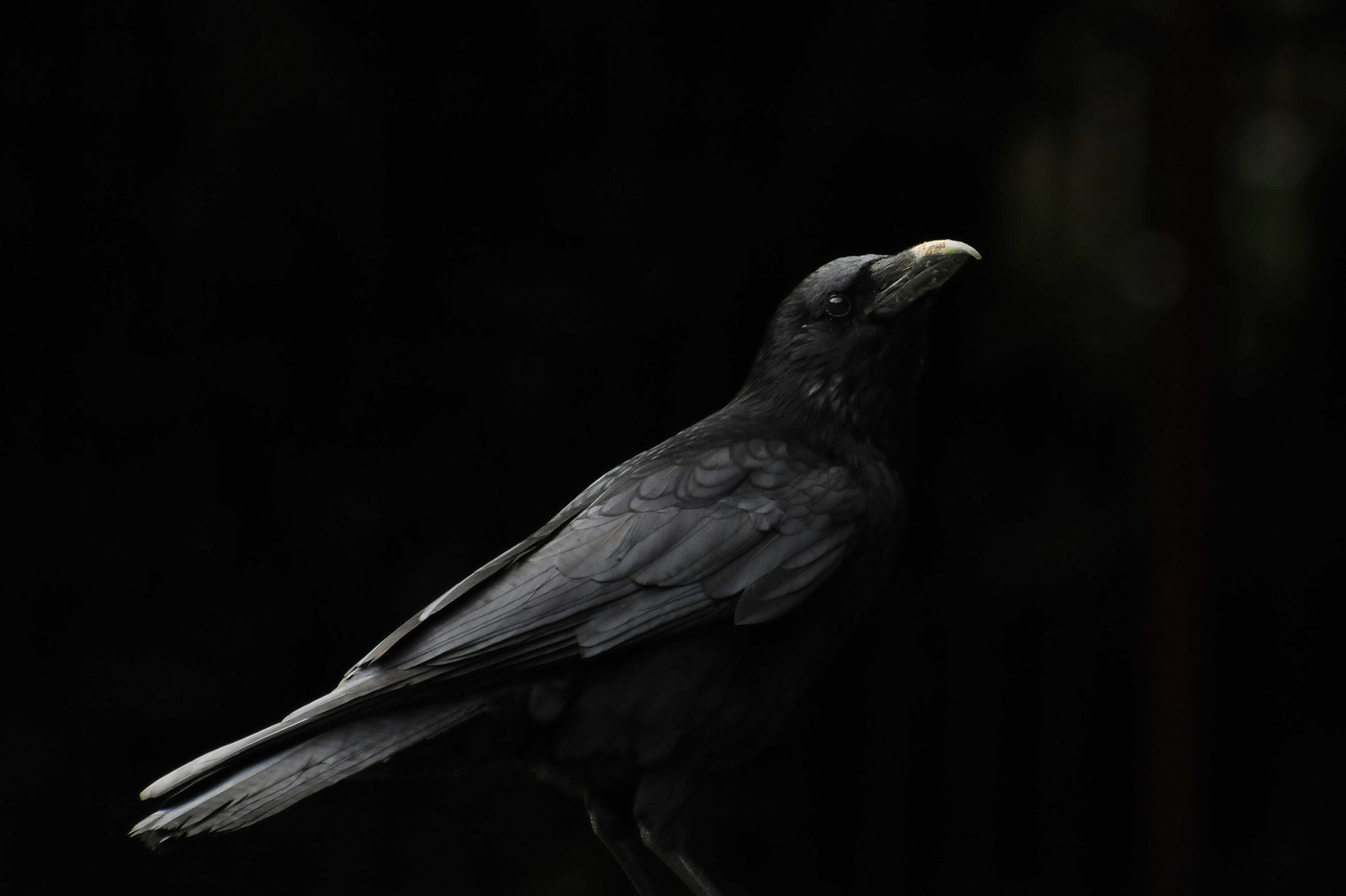 Птицы на черном фоне. Ворона. Черный ворон. Мрачный ворон. Птицы на темном фоне.
