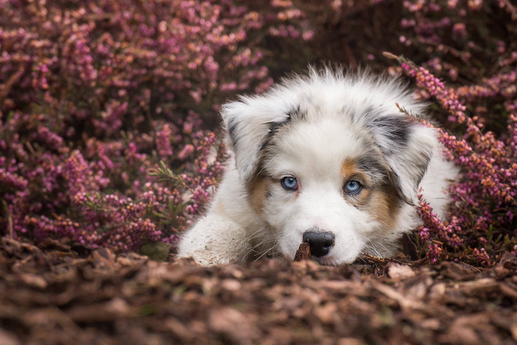 Порода собак с голубыми глазами. Аусси австралийская. Собака австралийская овчарка. Аусси собака. Австралийская овчарка голубоглазая.