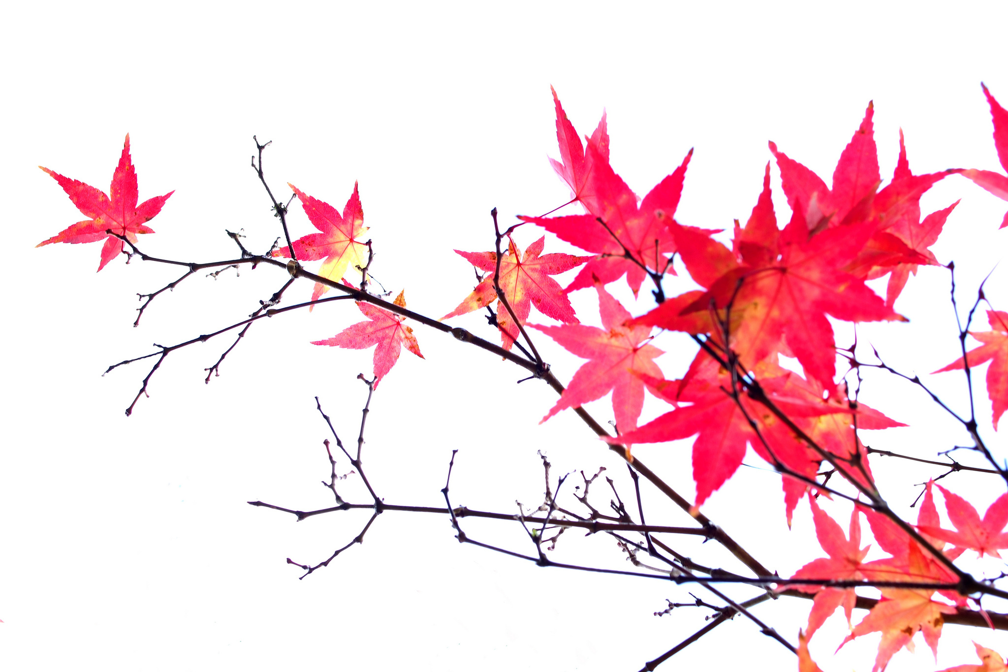 Ветка осенних листьев. Ветка клена. Осенняя веточка. Листья на белом фоне. Листья без фона.