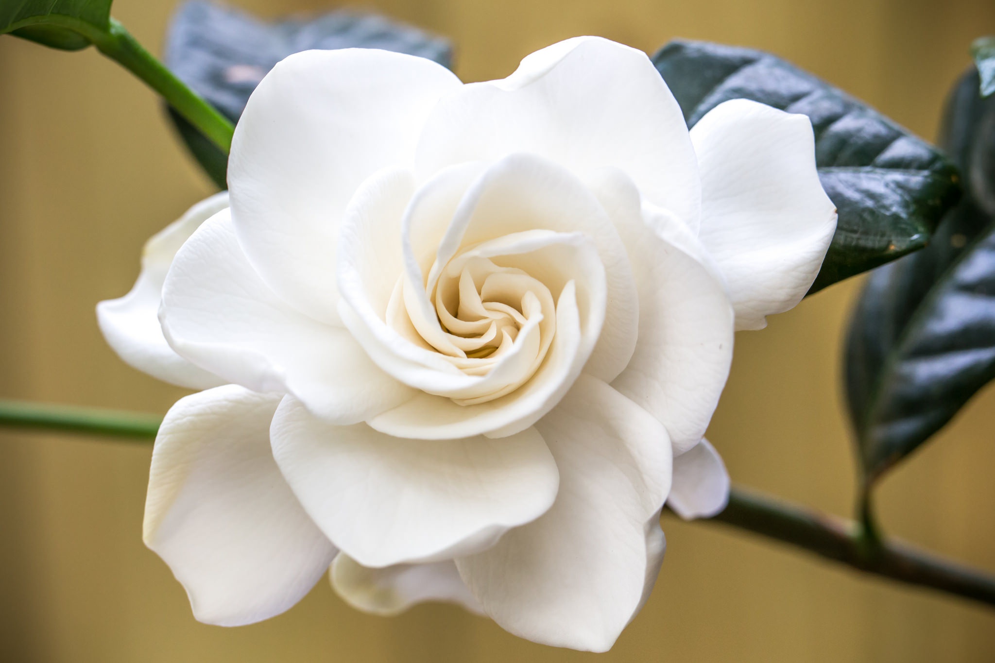 white, macro, Gardenia