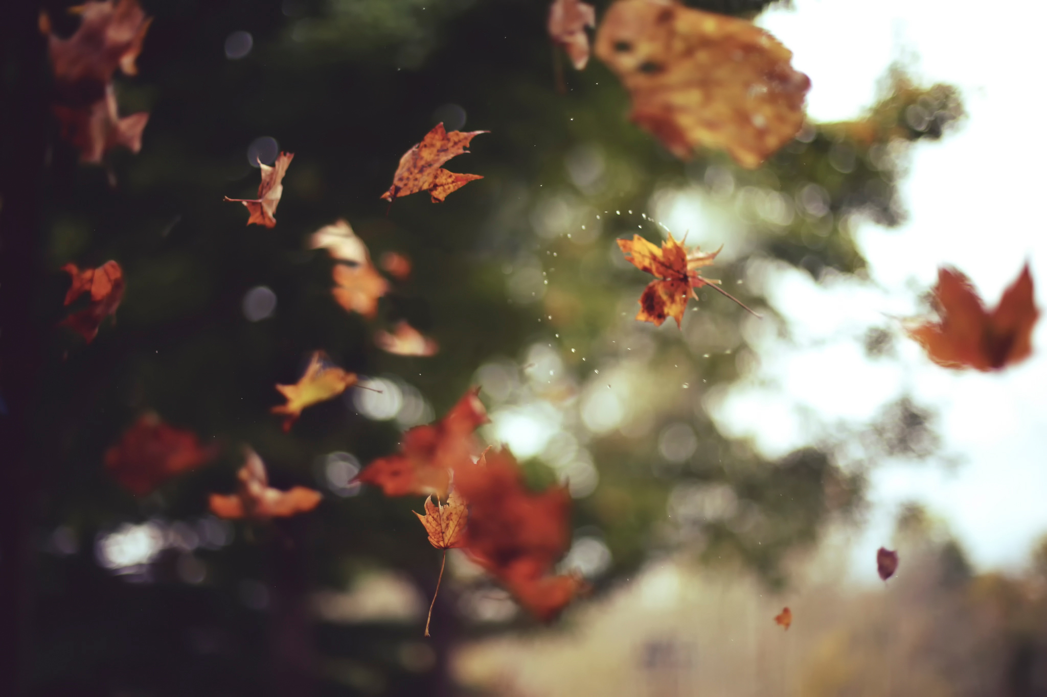падают листья картинки